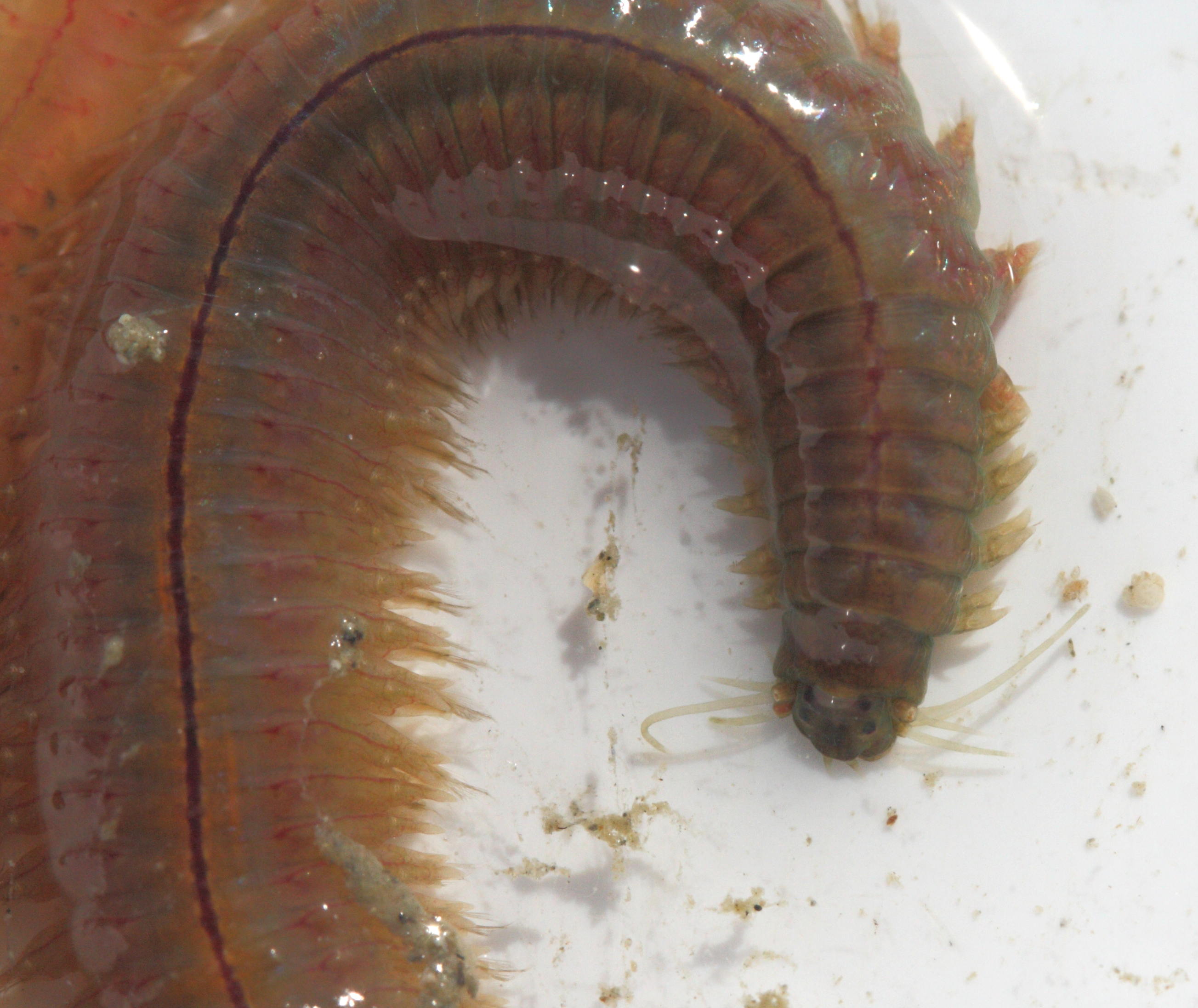 hediste_diversicolor2md