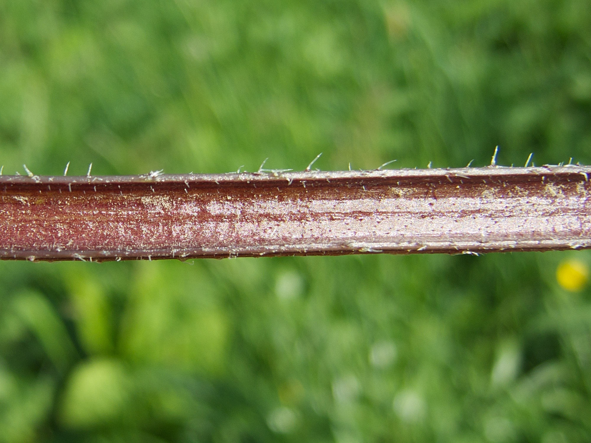 Heracleum_sphondylium