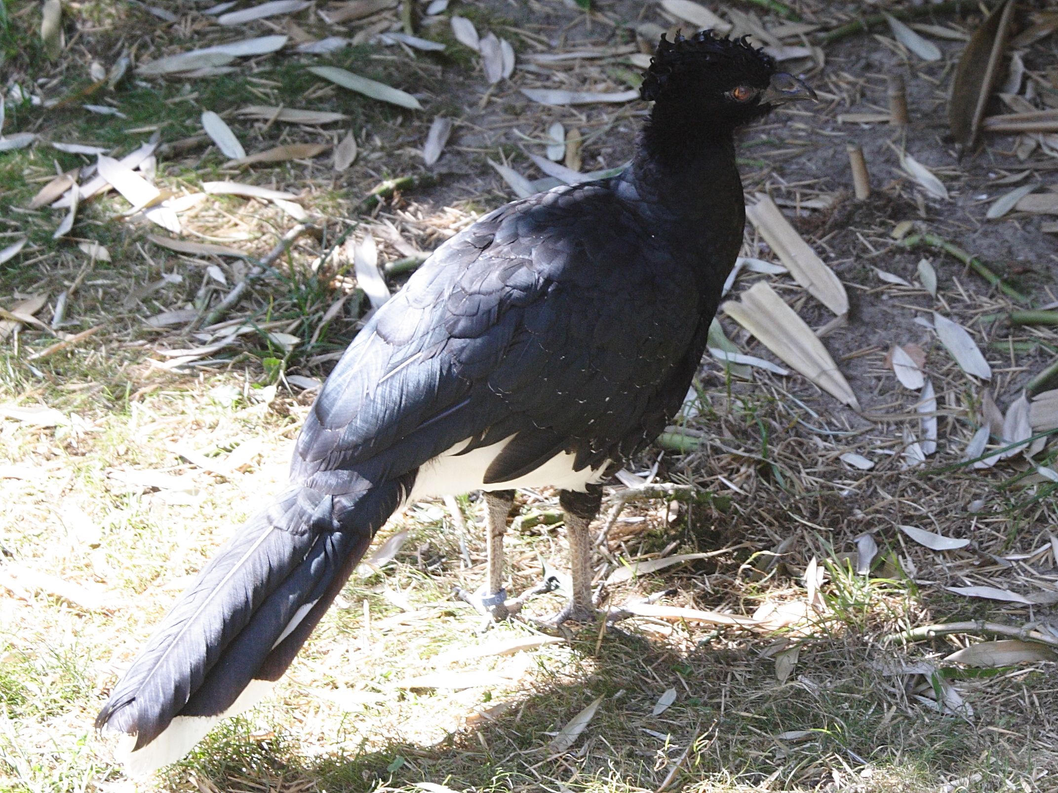 hocco_de_daubenton_-_crax_daubentoni3md