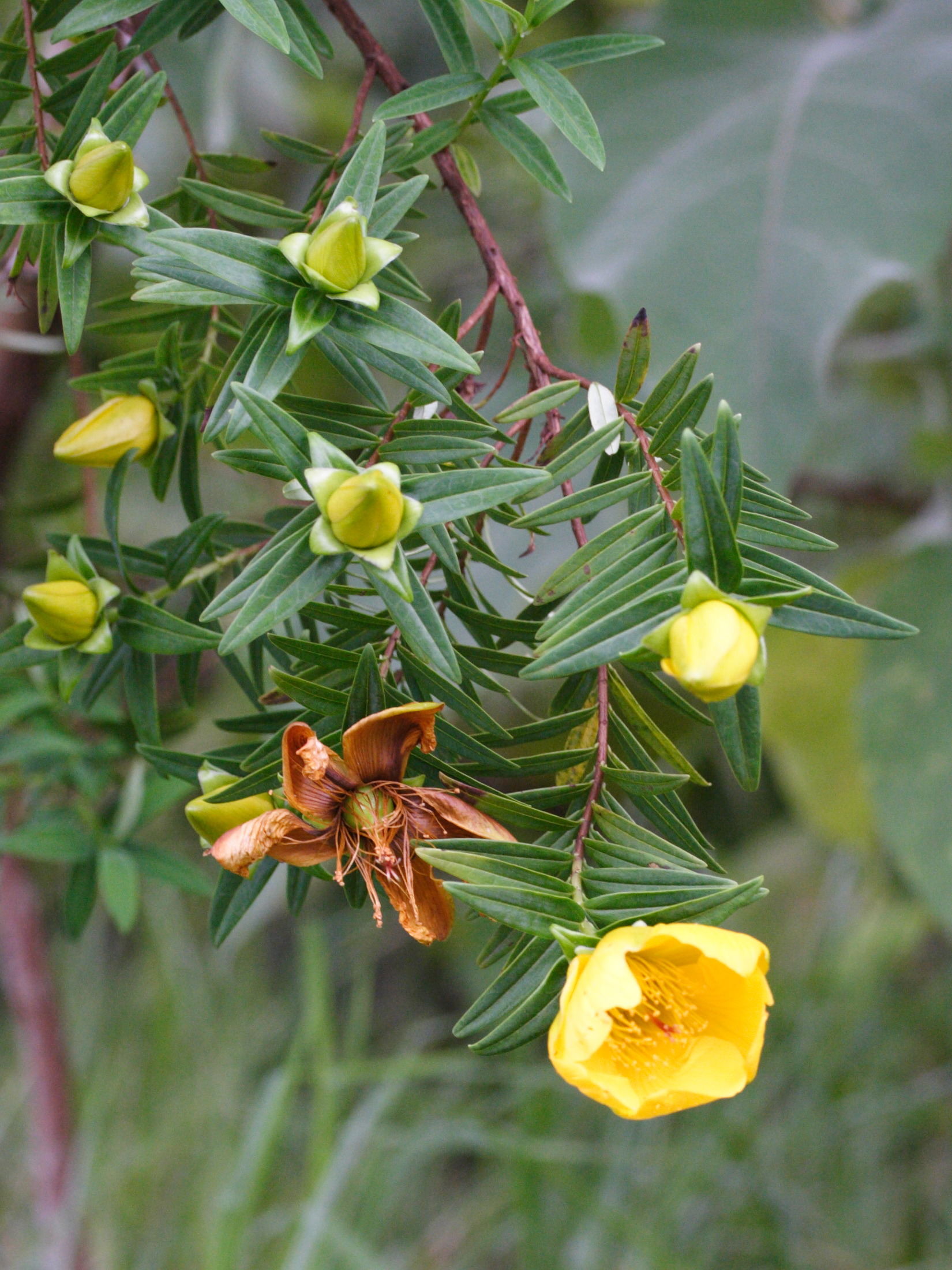 hypericum_lanceolatum2md