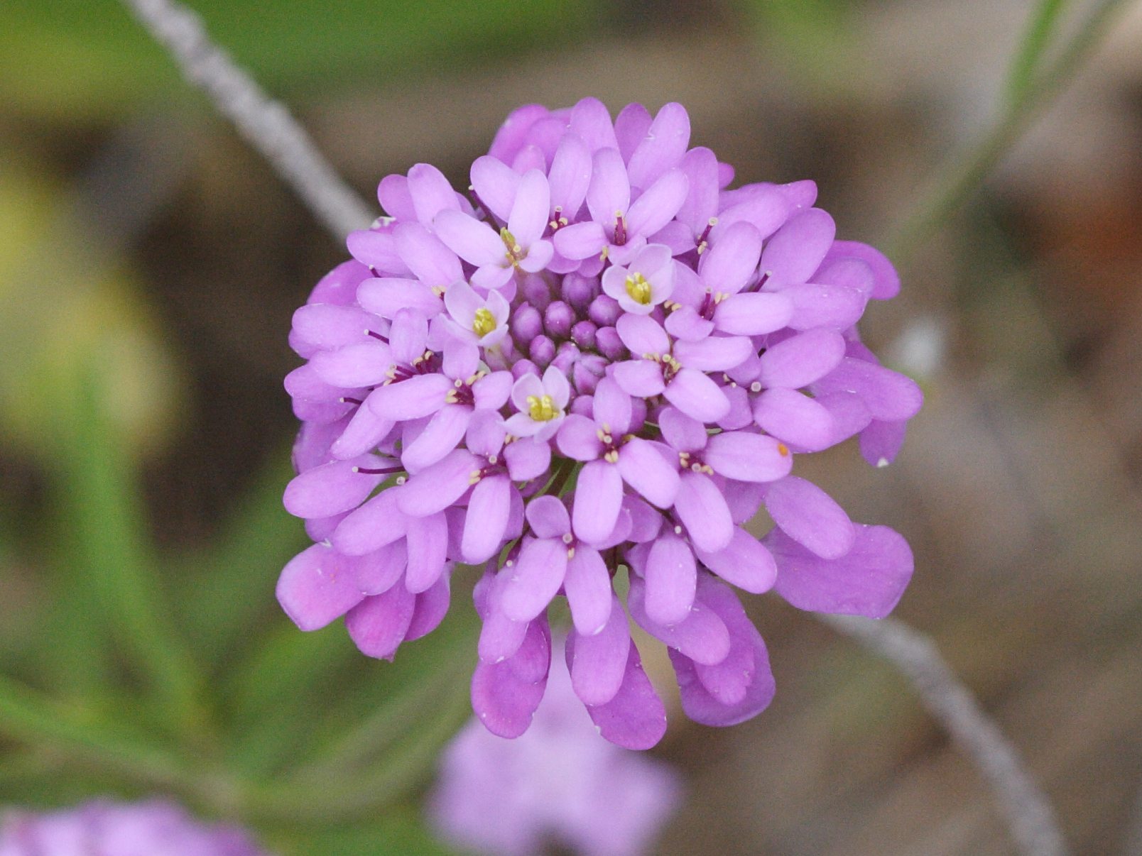 Afficher le média iberis_umbellata4md iberis_umbellata4md