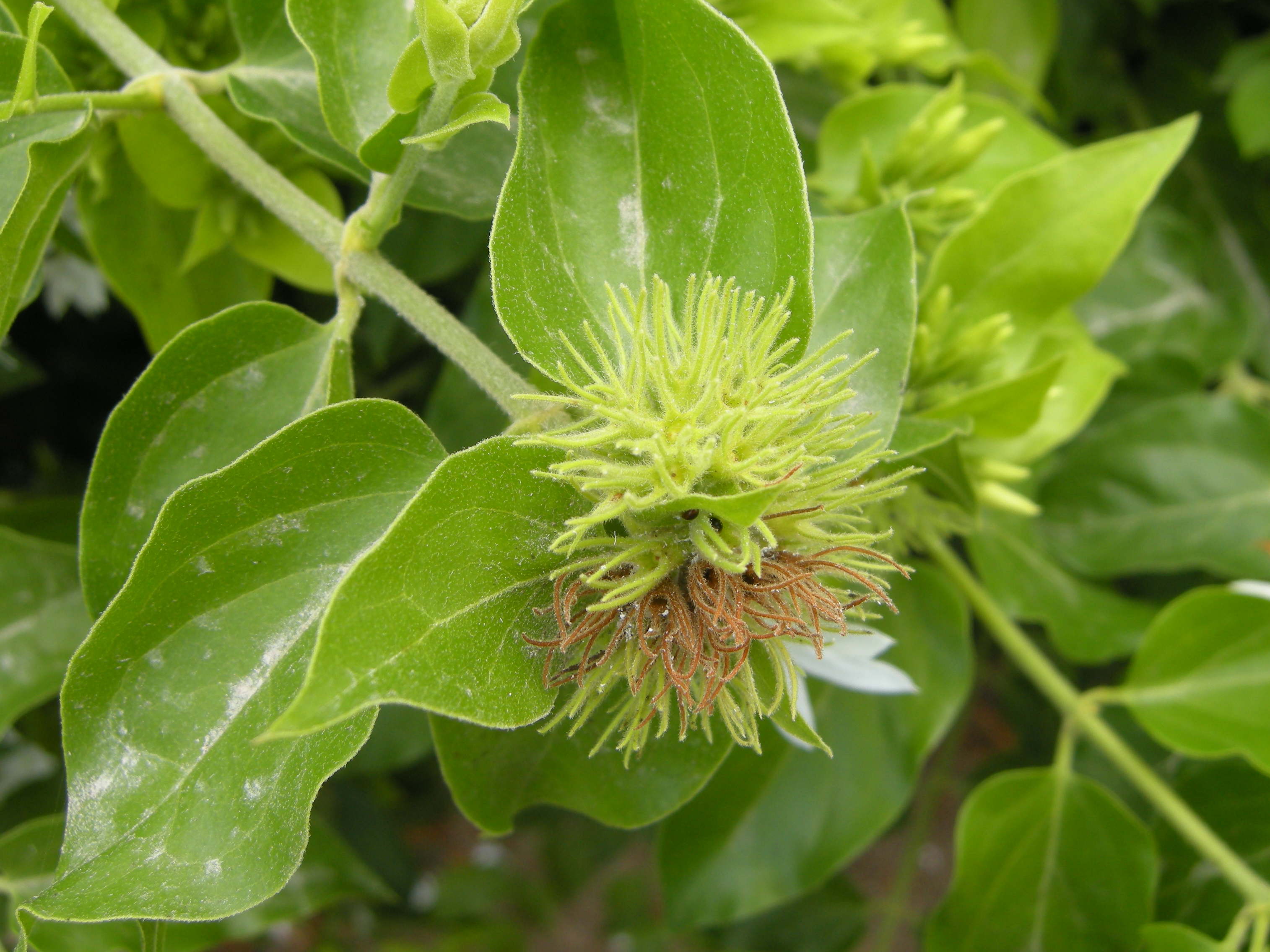 jasminum_laurifolium_nitidum3md