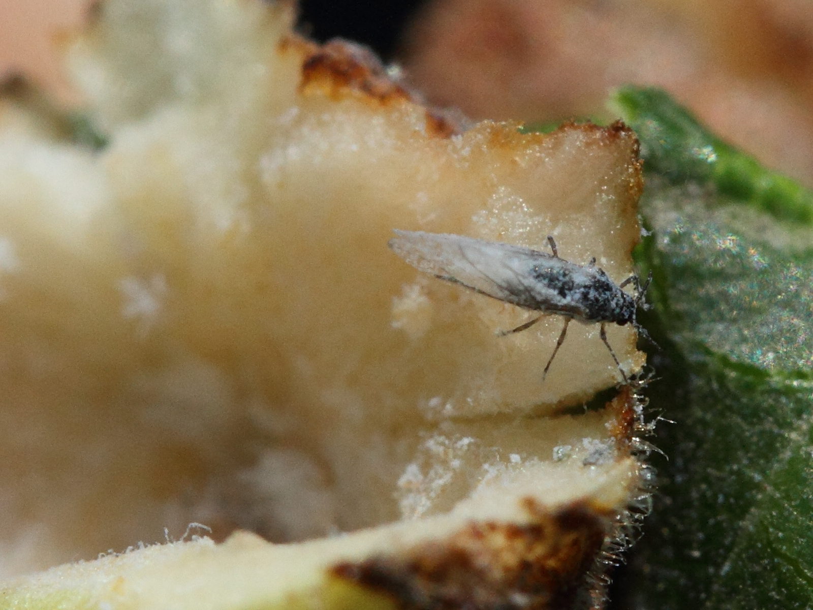 kaltenbachiella_pallida2md