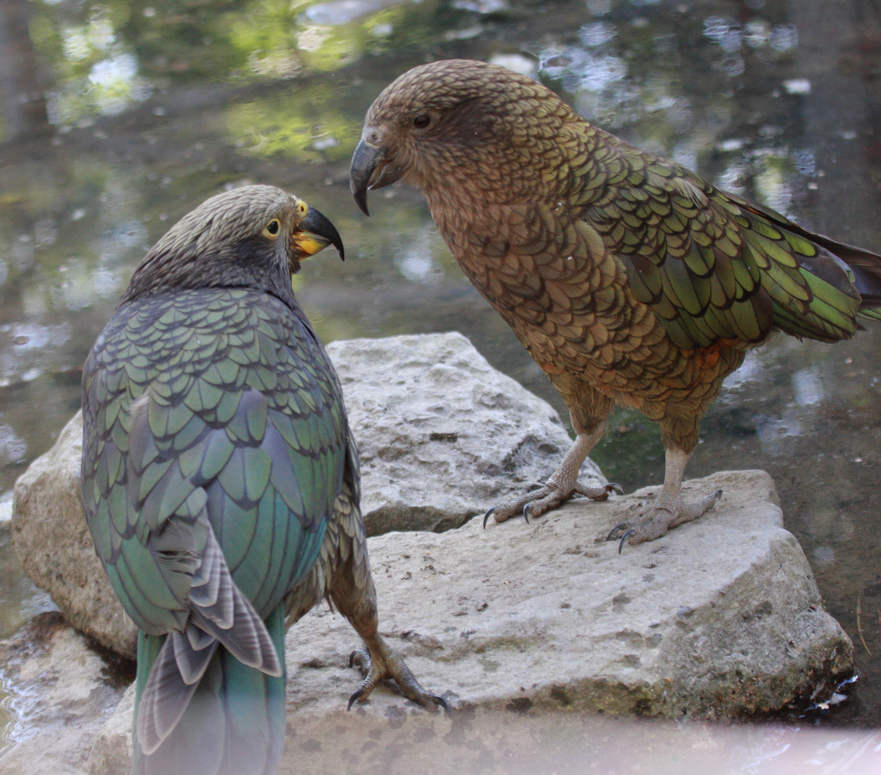 kea_-_nestor_notabilis3md
