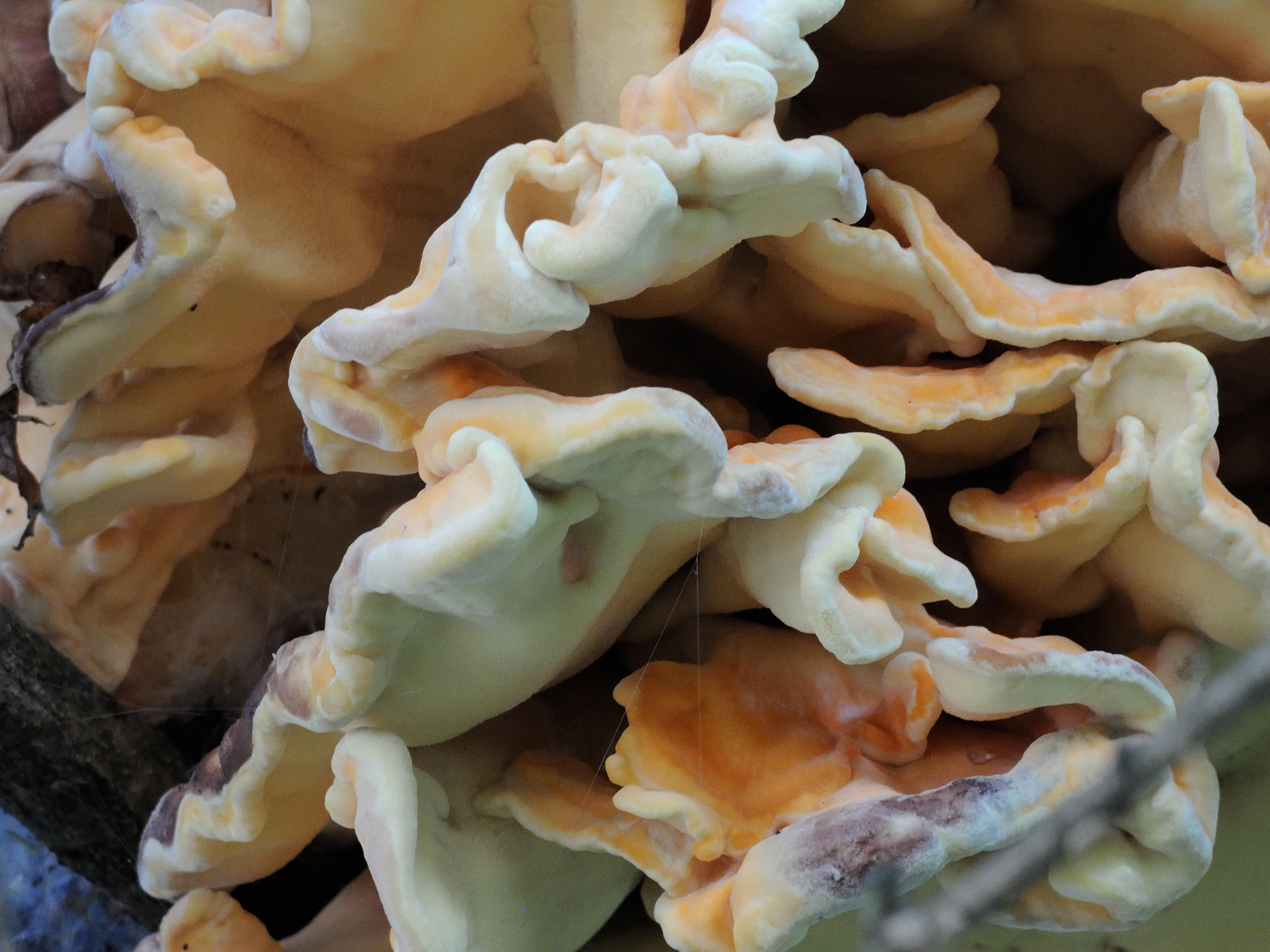 Afficher le média laetiporus_sulphureus3md laetiporus_sulphureus3md