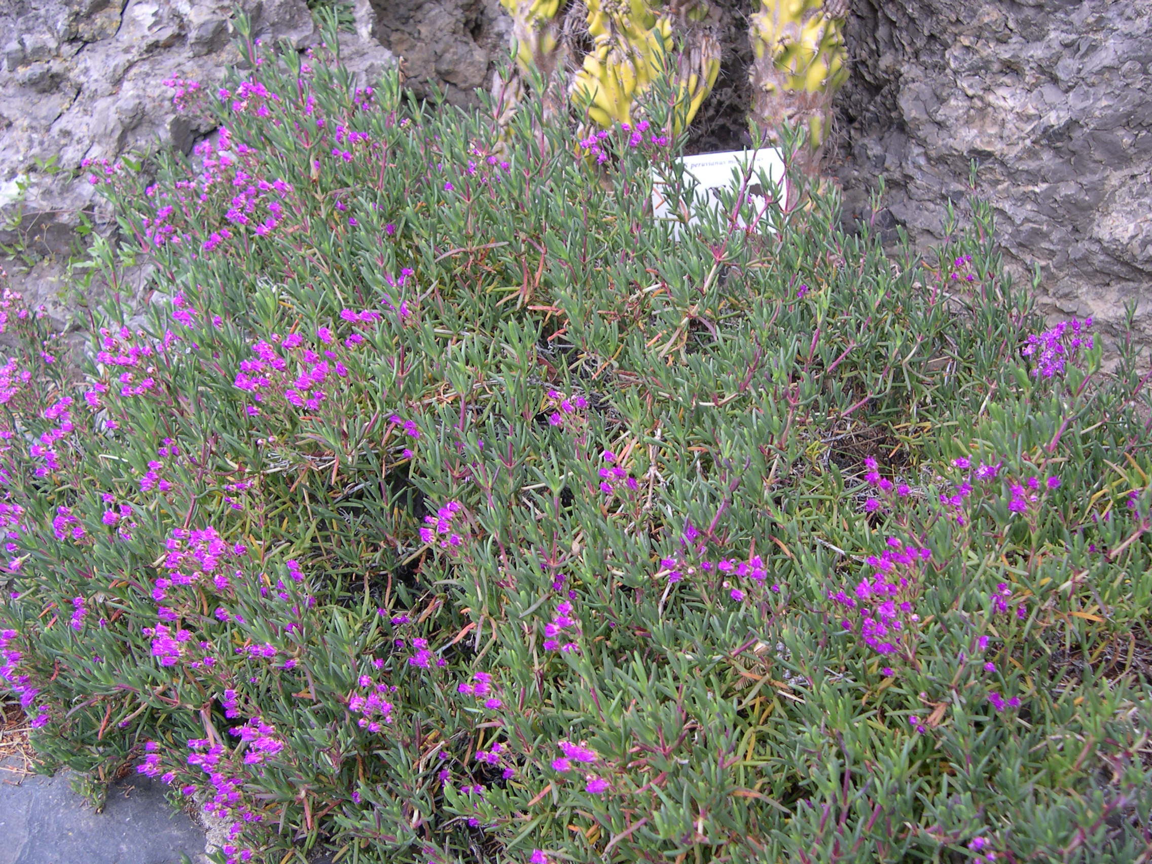 lampranthus_roseus1md