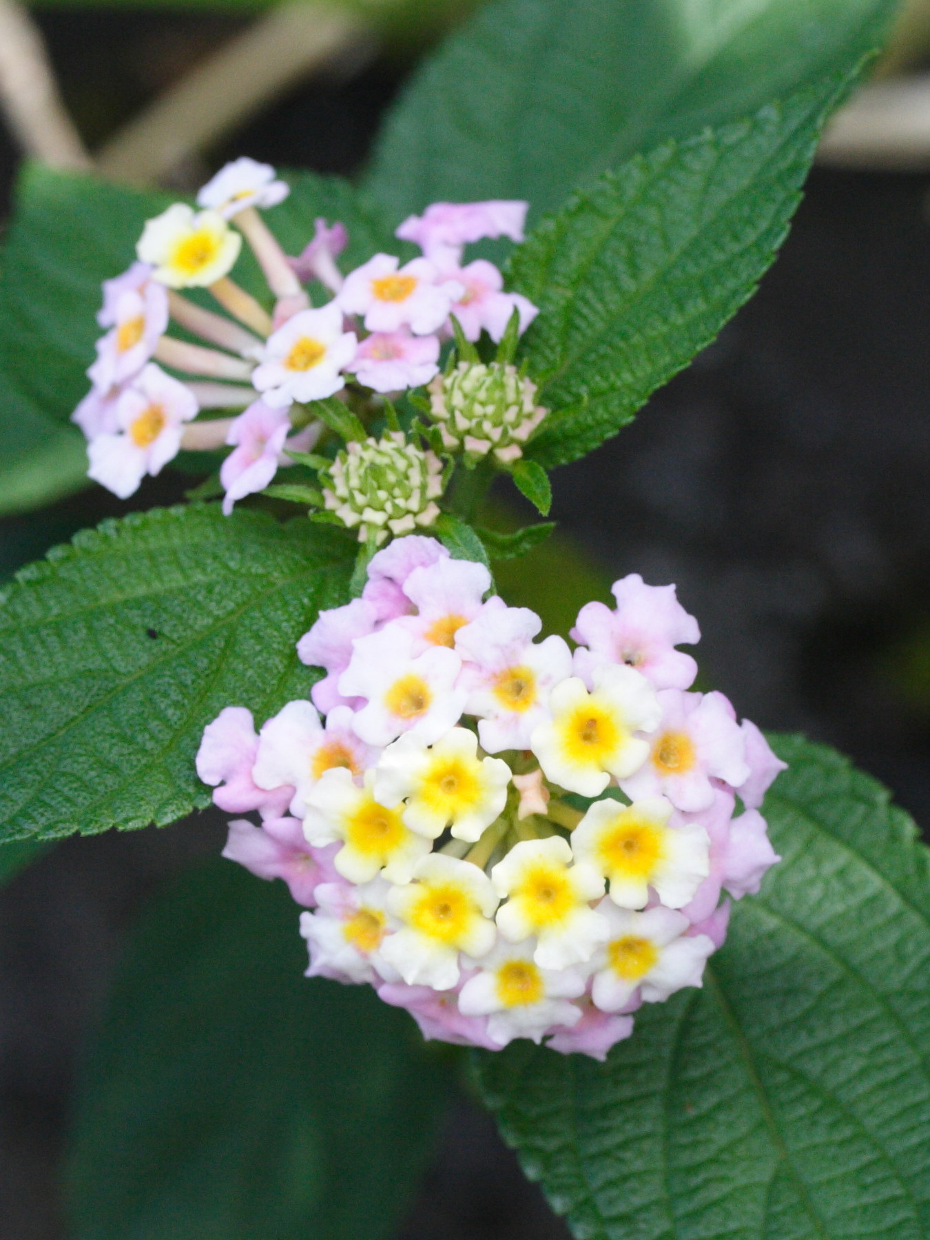 lantana_camara5md