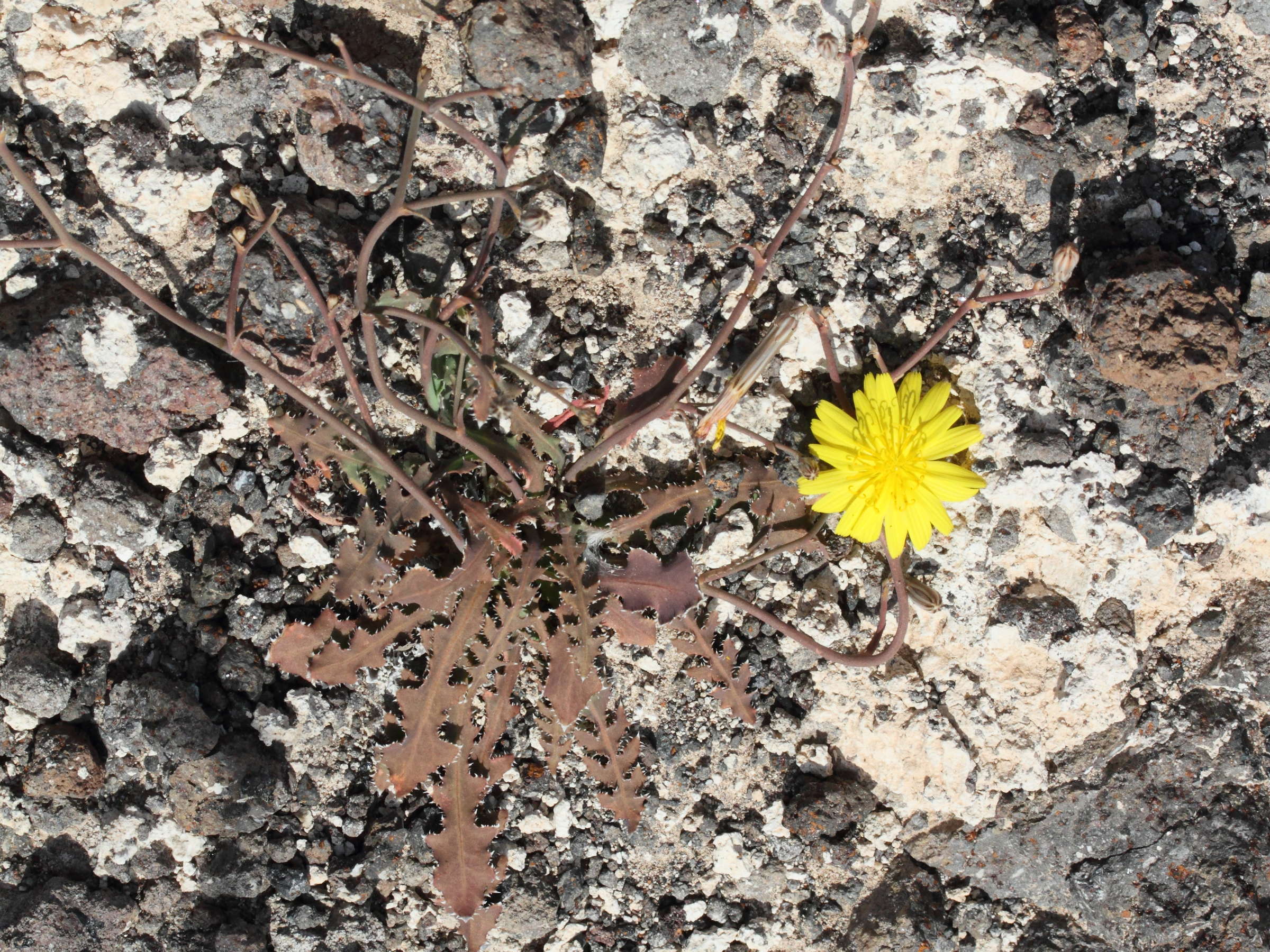 launaea_nudicaulis1md