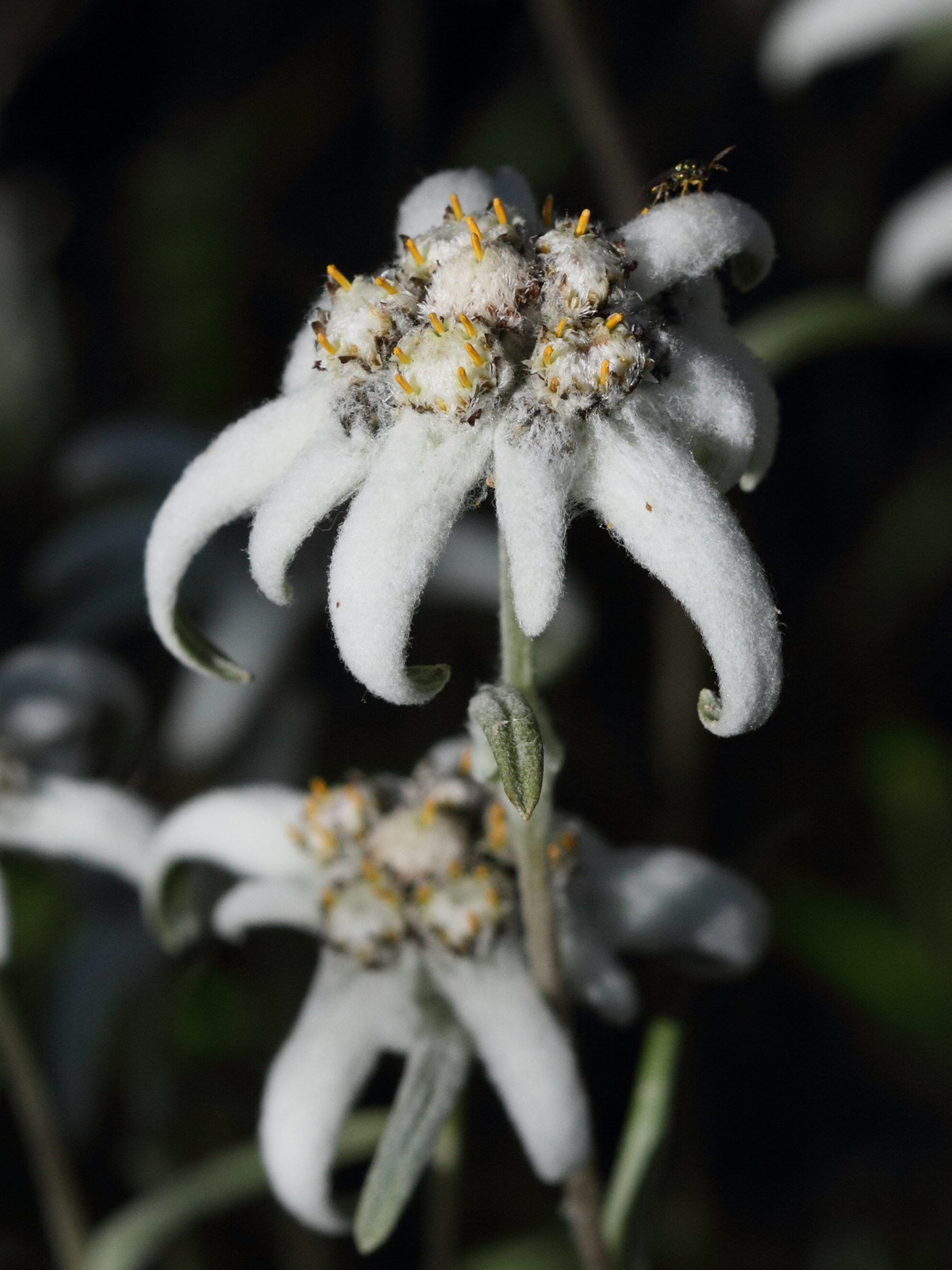 Afficher le média leontopodium_alpinum6bd leontopodium_alpinum6bd