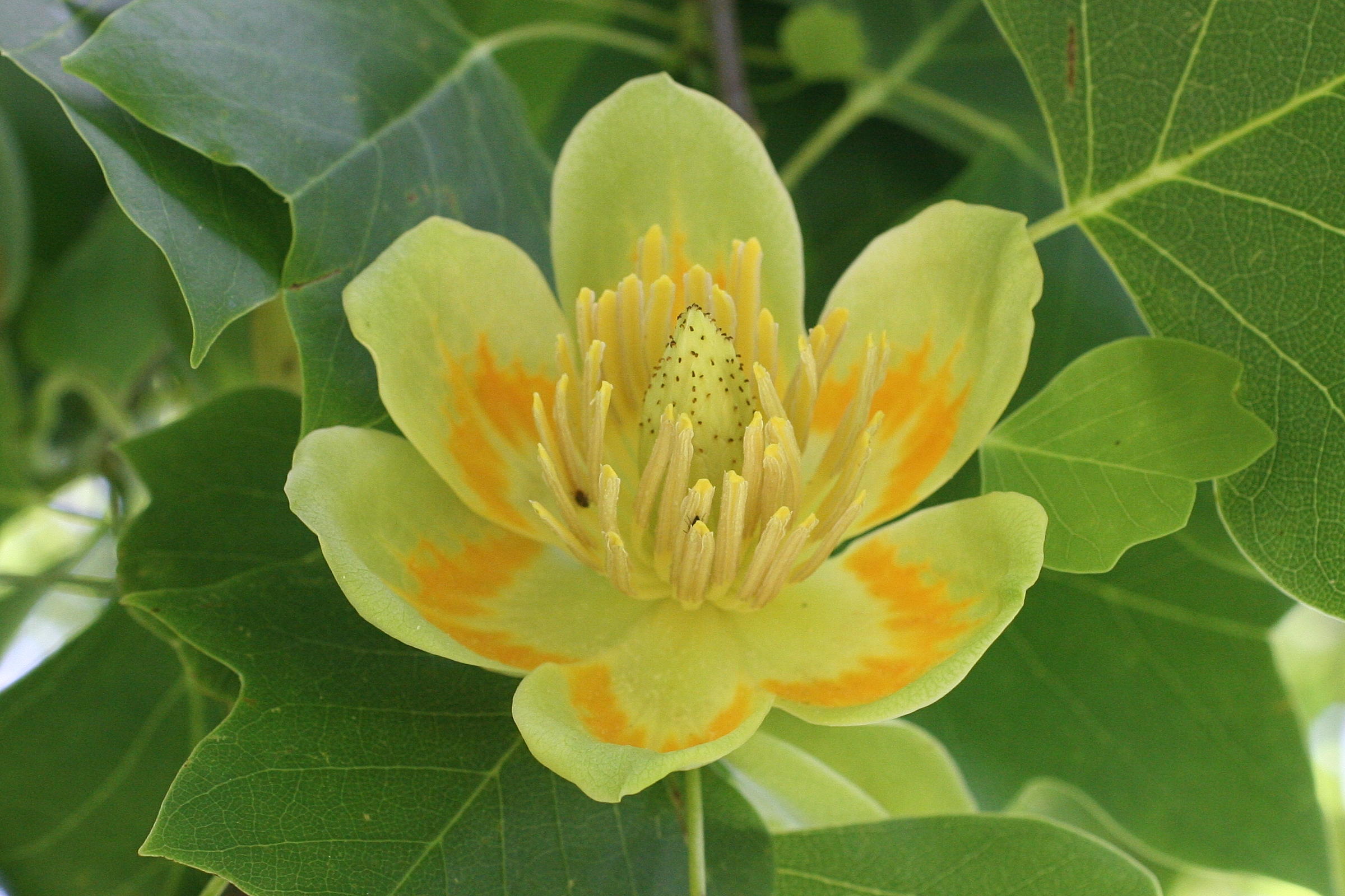 liriodendron_tulipifera5md