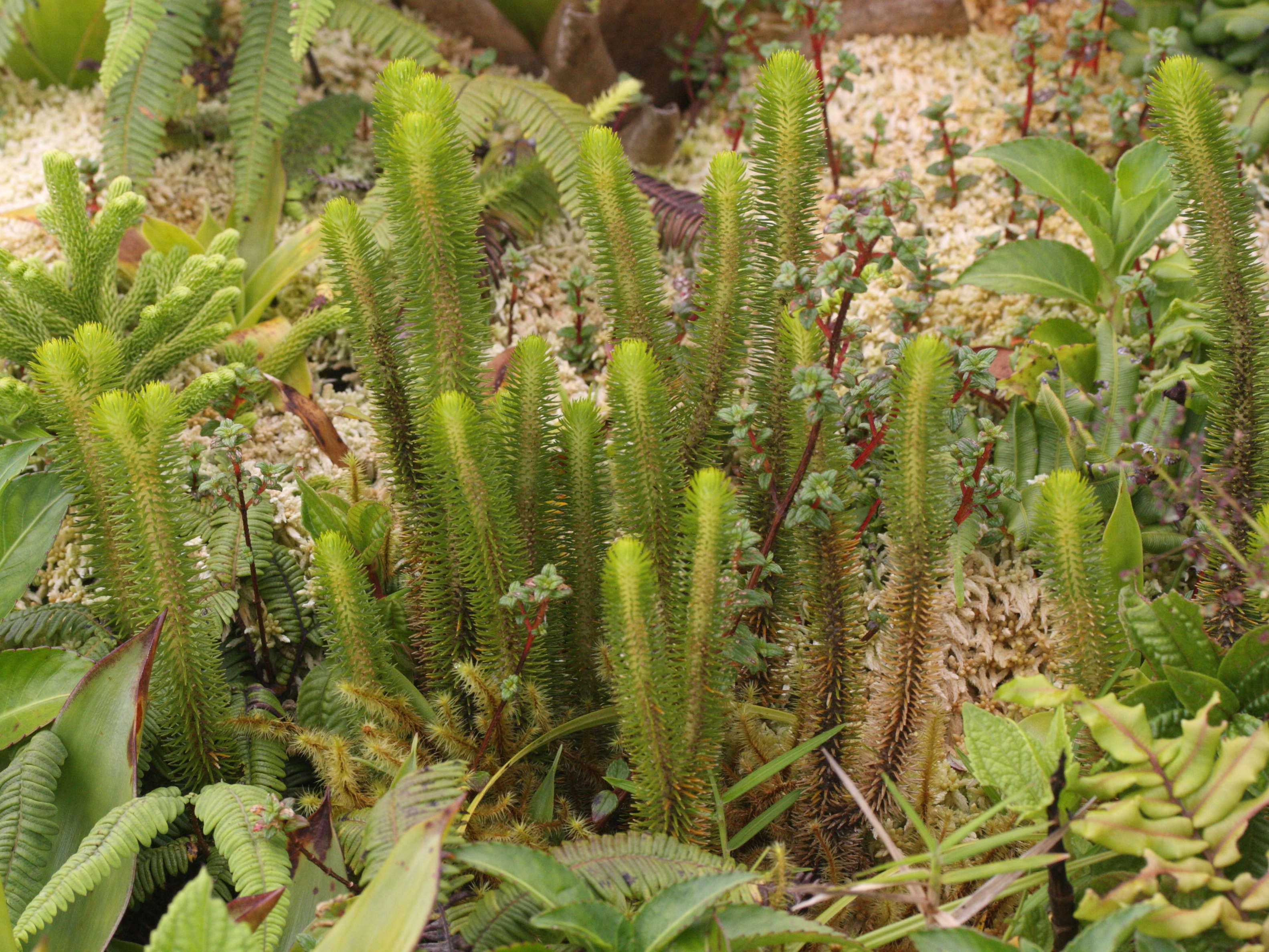 lycopodium_sieberianum1md