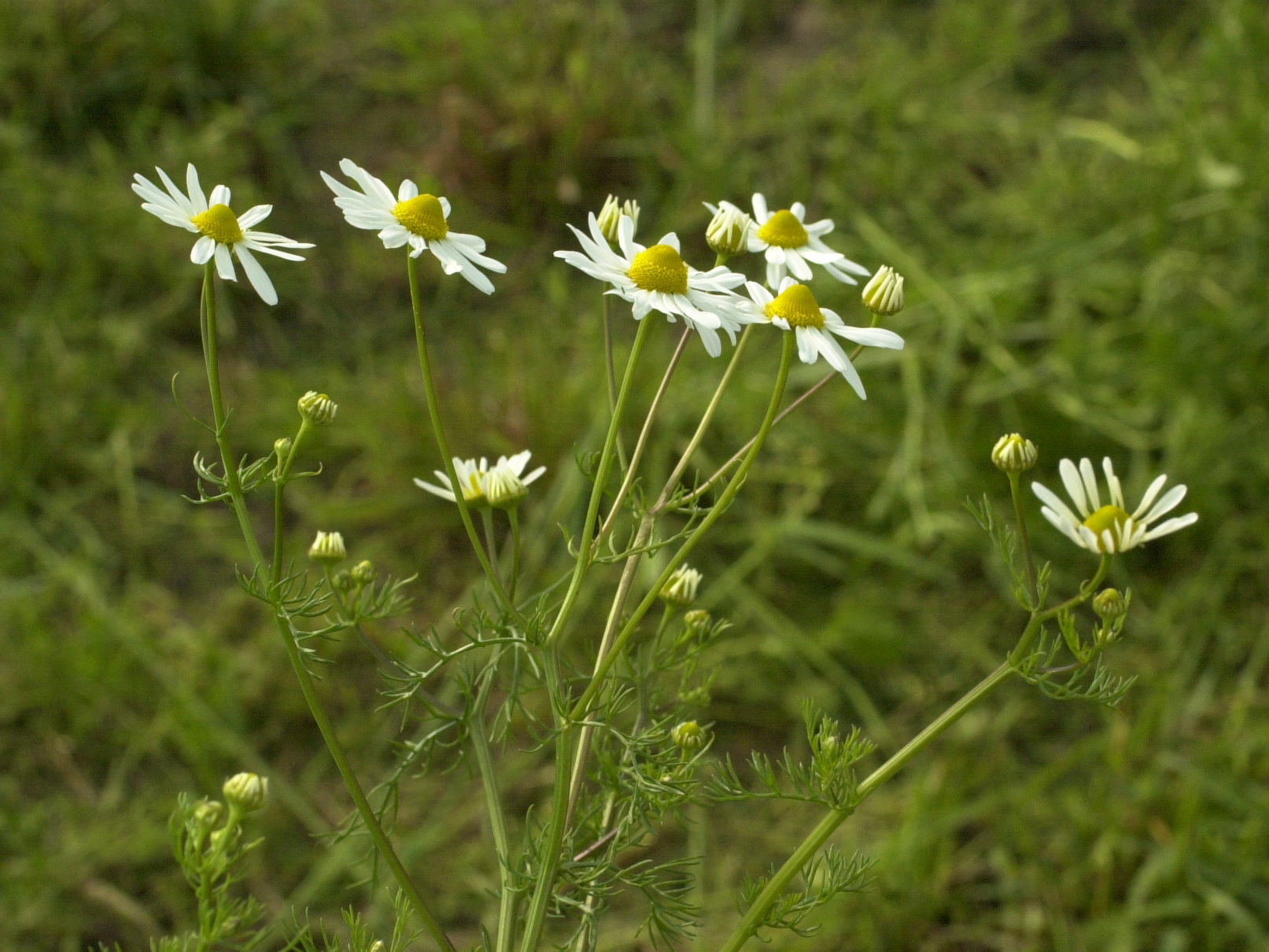 Afficher le média matricaria_chamomilla3md matricaria_chamomilla3md