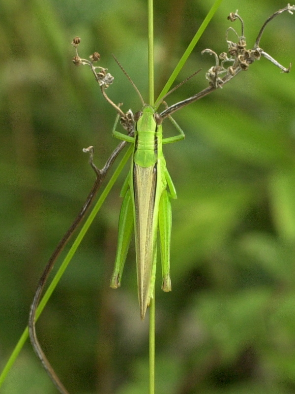 mecostethus_alliaceus4md