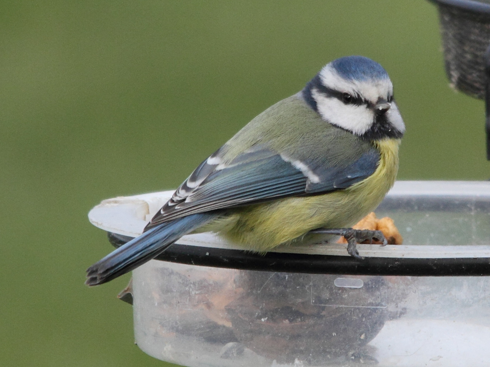 mesange_bleue_-_cyanistes_caeruleus2md