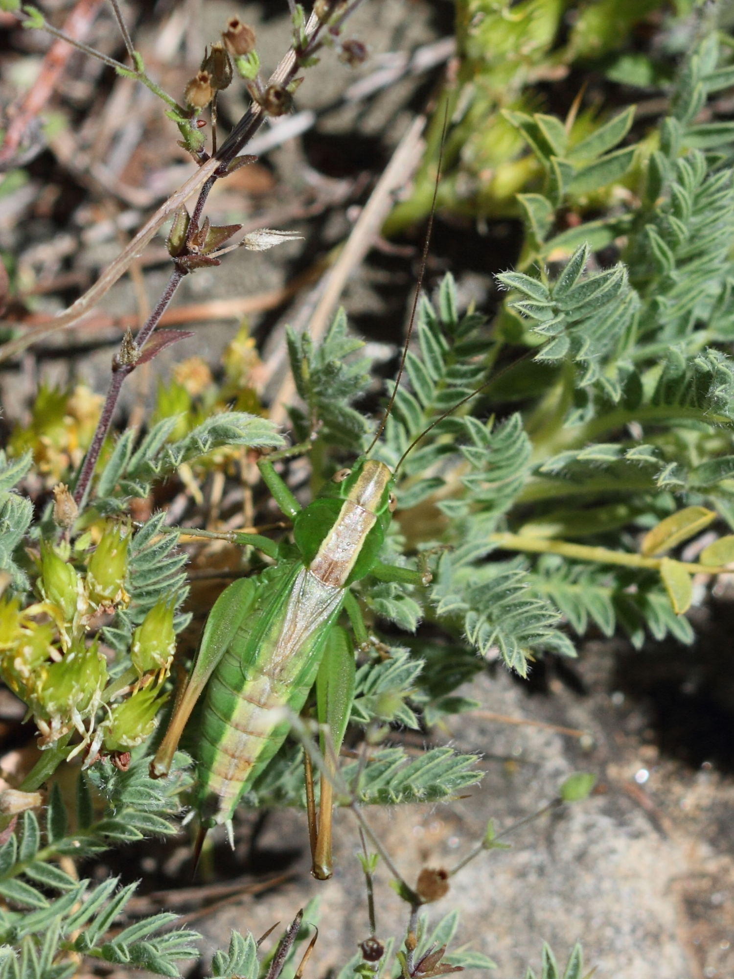 metrioptera_bicolor2bd