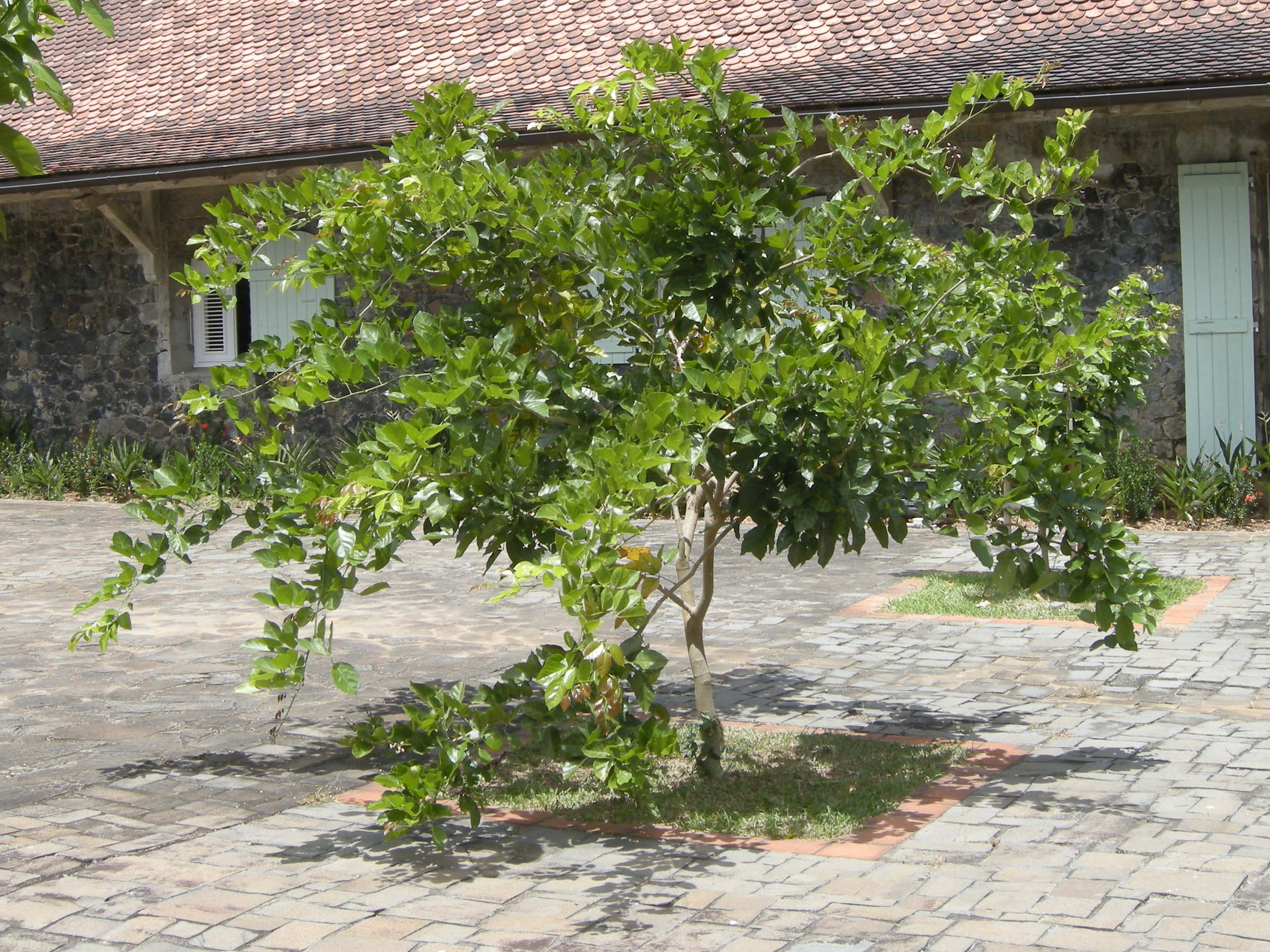 Afficher le média milletia_pinnata4md milletia_pinnata4md