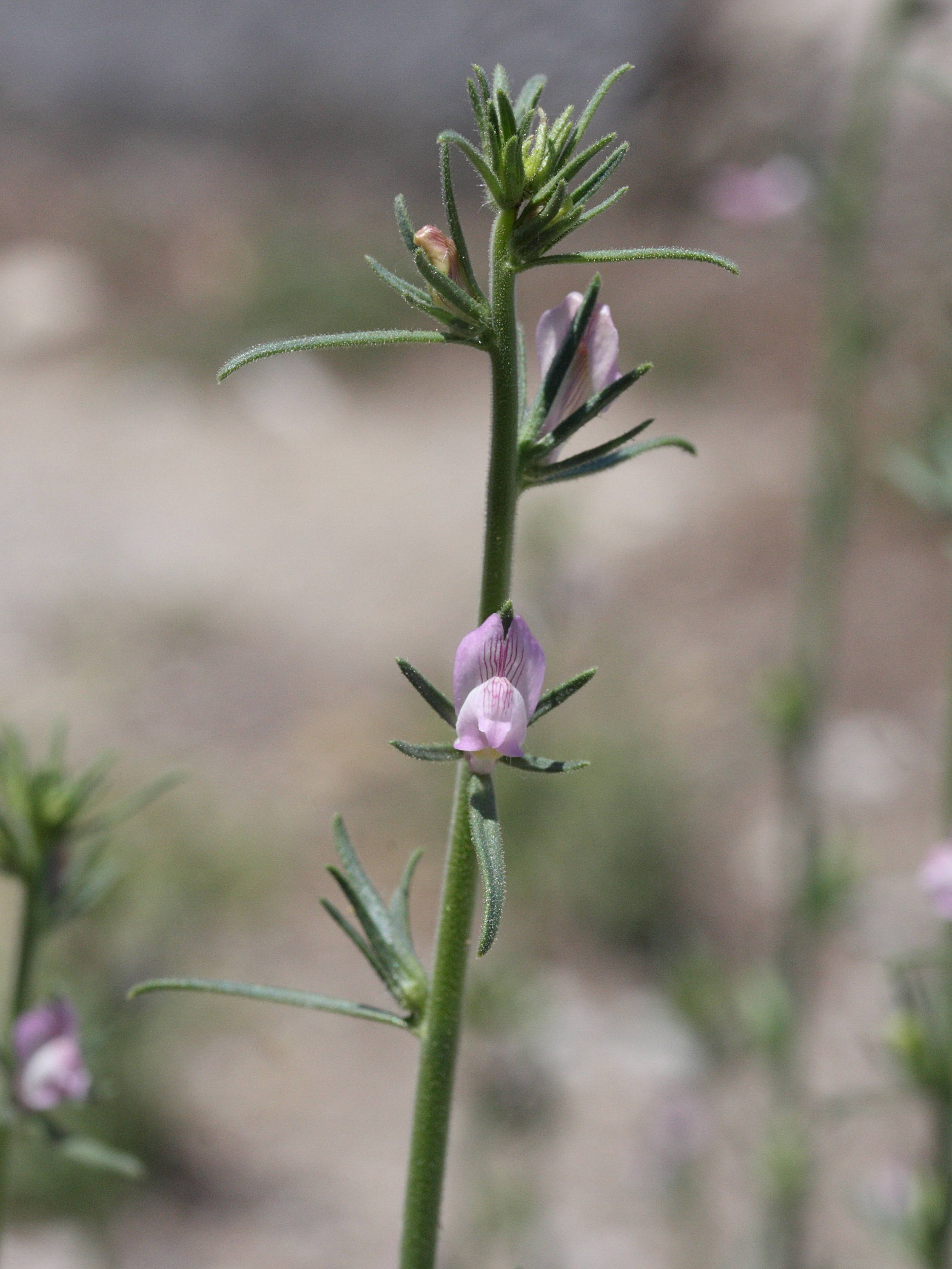 misopates_orontium2md