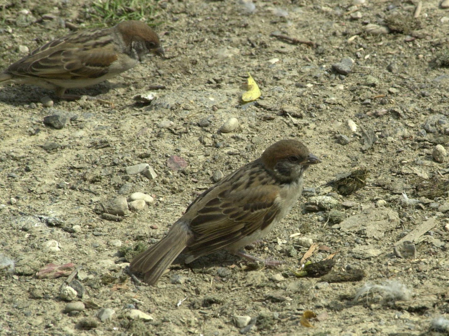 moineau_friquet_-_passer_montanus2bd