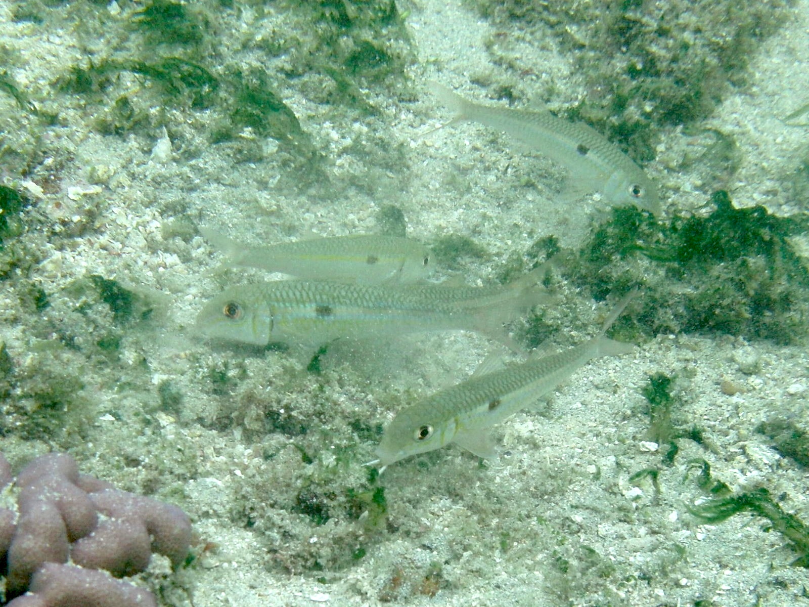 mulloidichthys_flavolineatus1bd