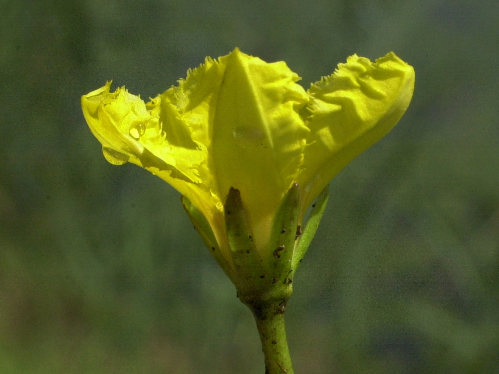 nymphoides_peltata3md