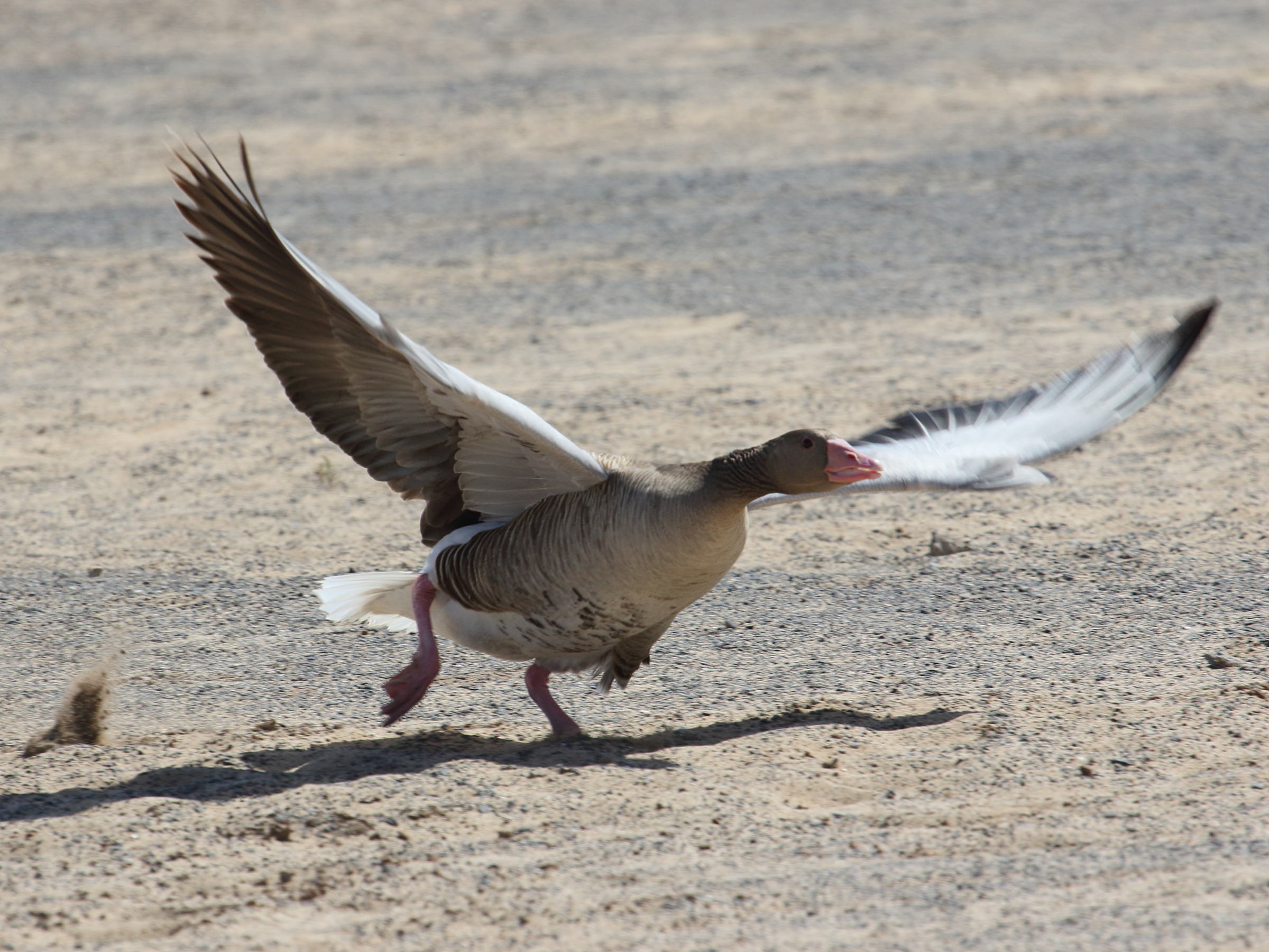 oie_cendree_-_anser_anser7bd