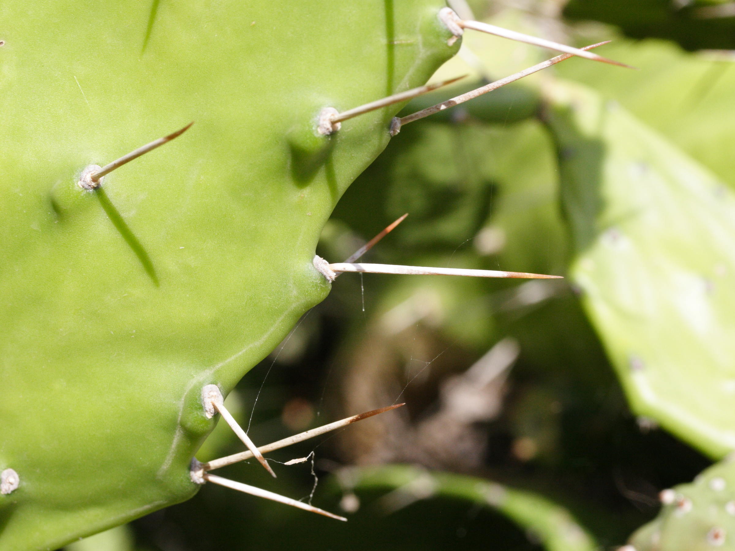 opuntia_monacantha2md