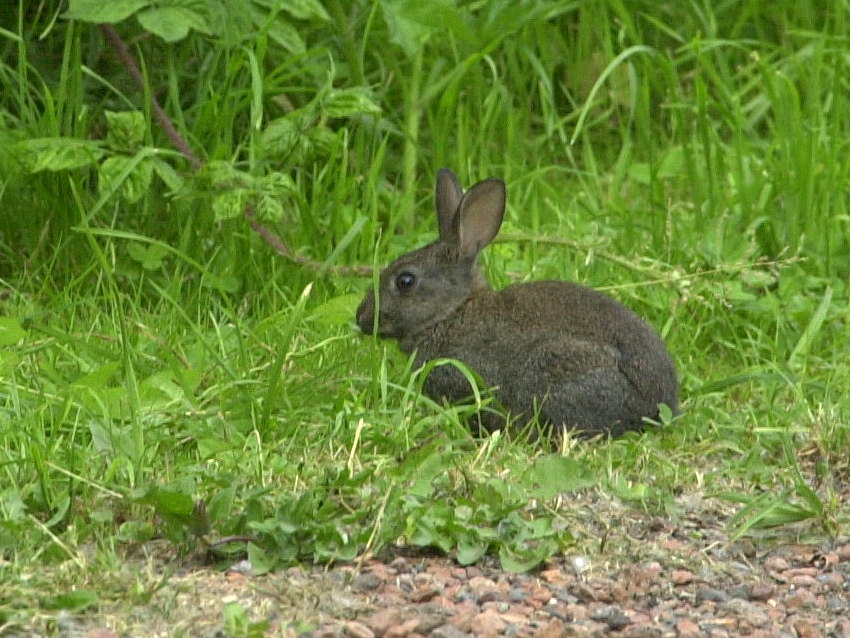 oryctolagus_cuniculus2bd