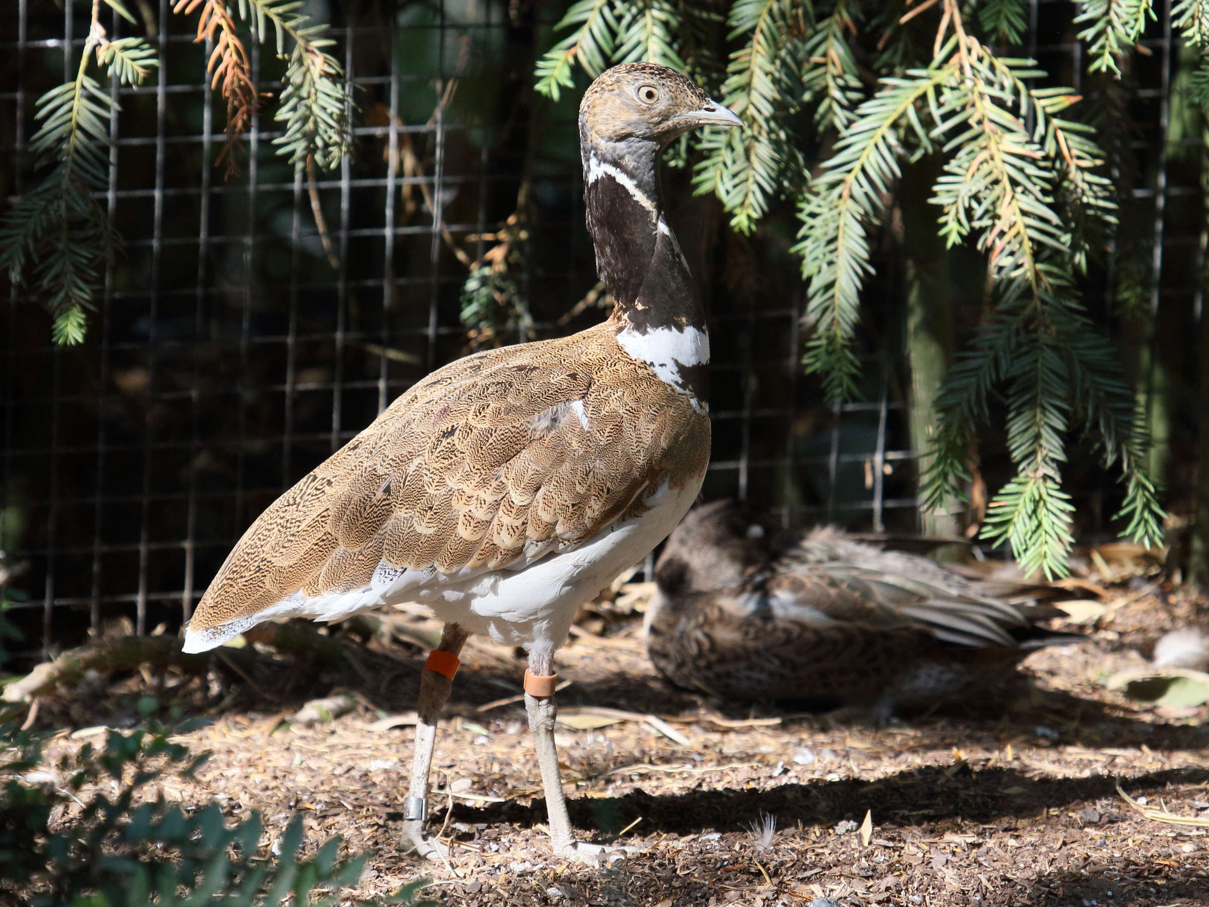 outarde_canepetiere_-_tetrax_tetrax2bd