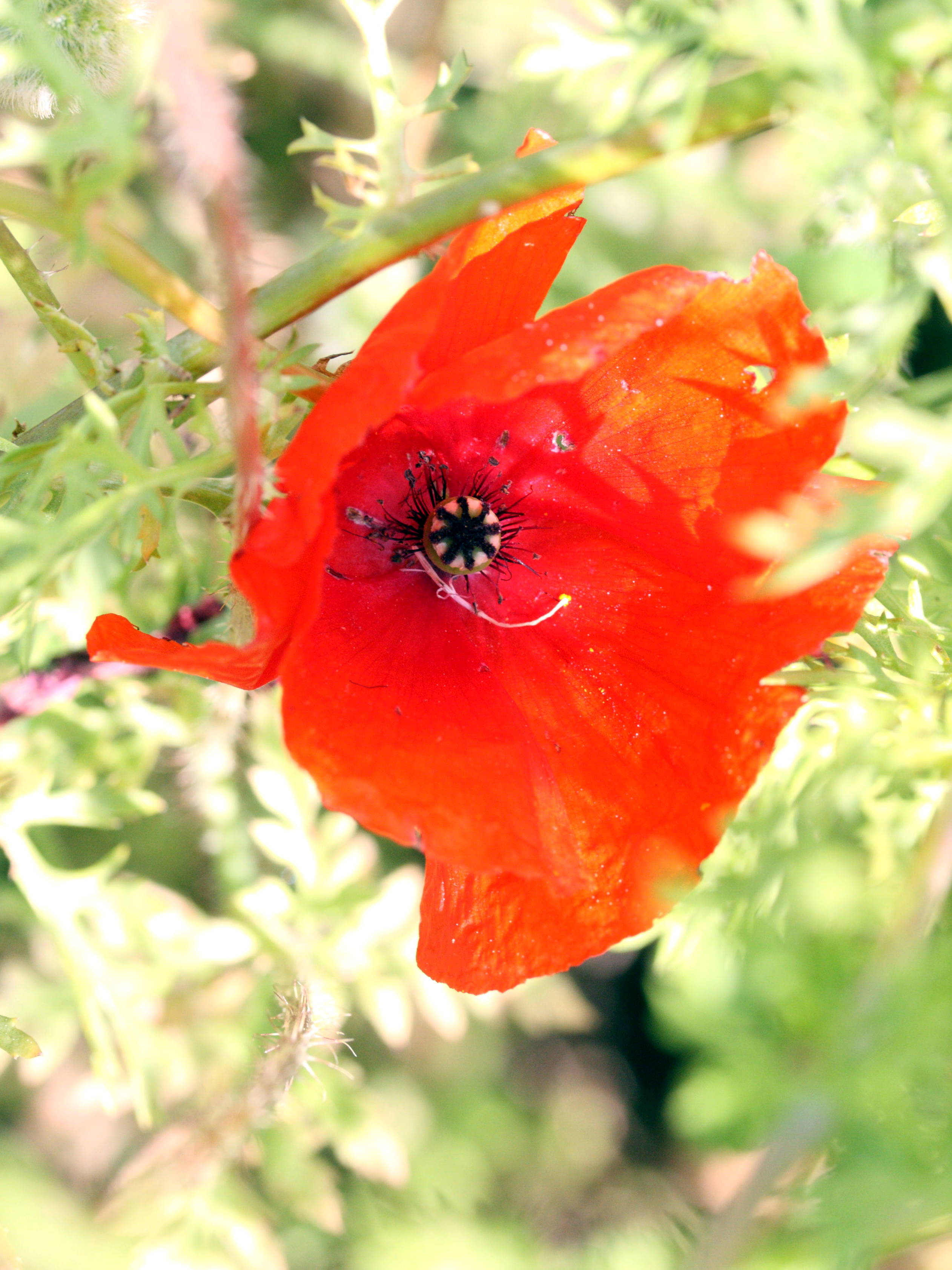 papaver_dubium4md