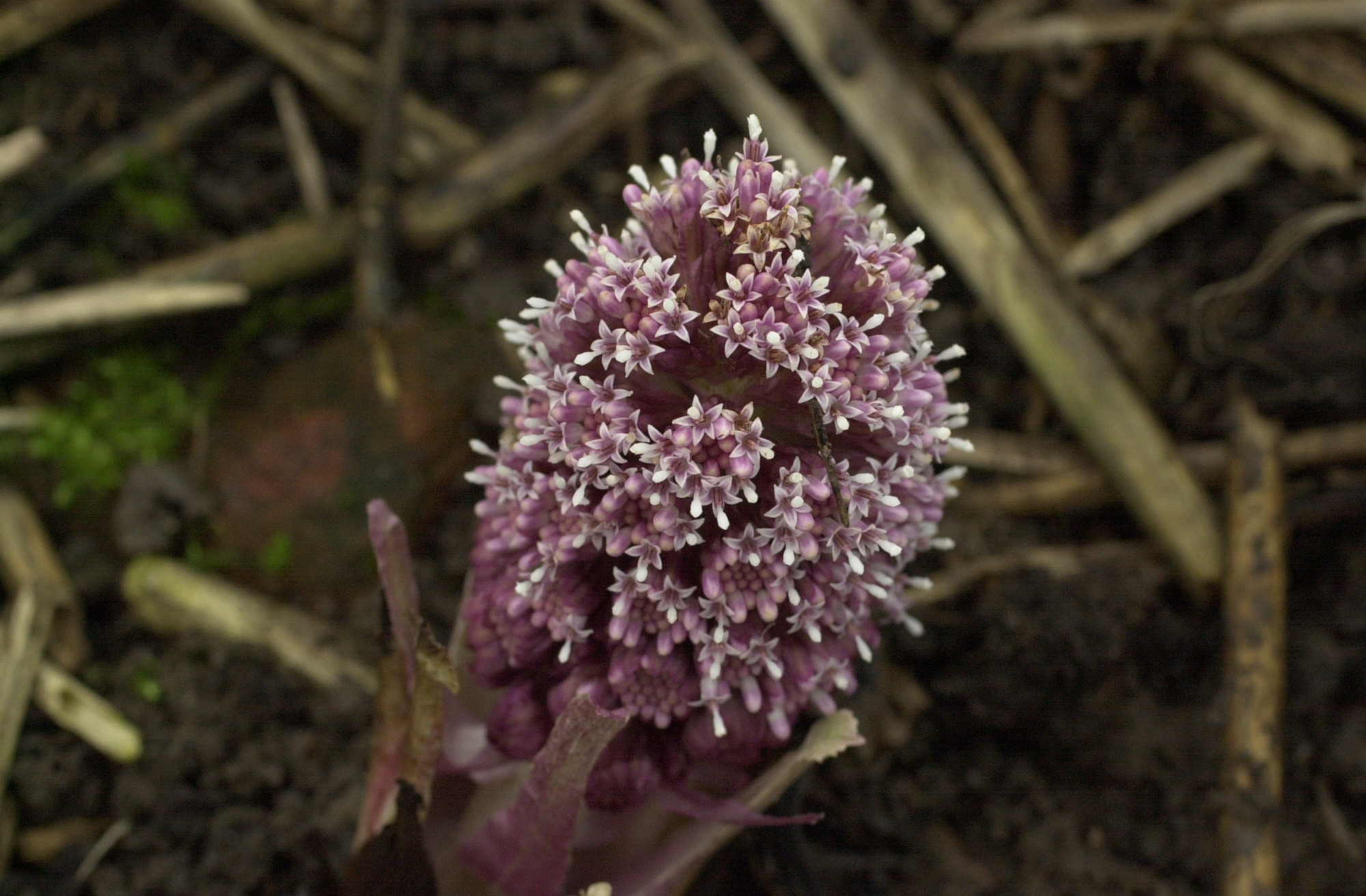 Afficher le média petasites_hybridus3bd petasites_hybridus3bd