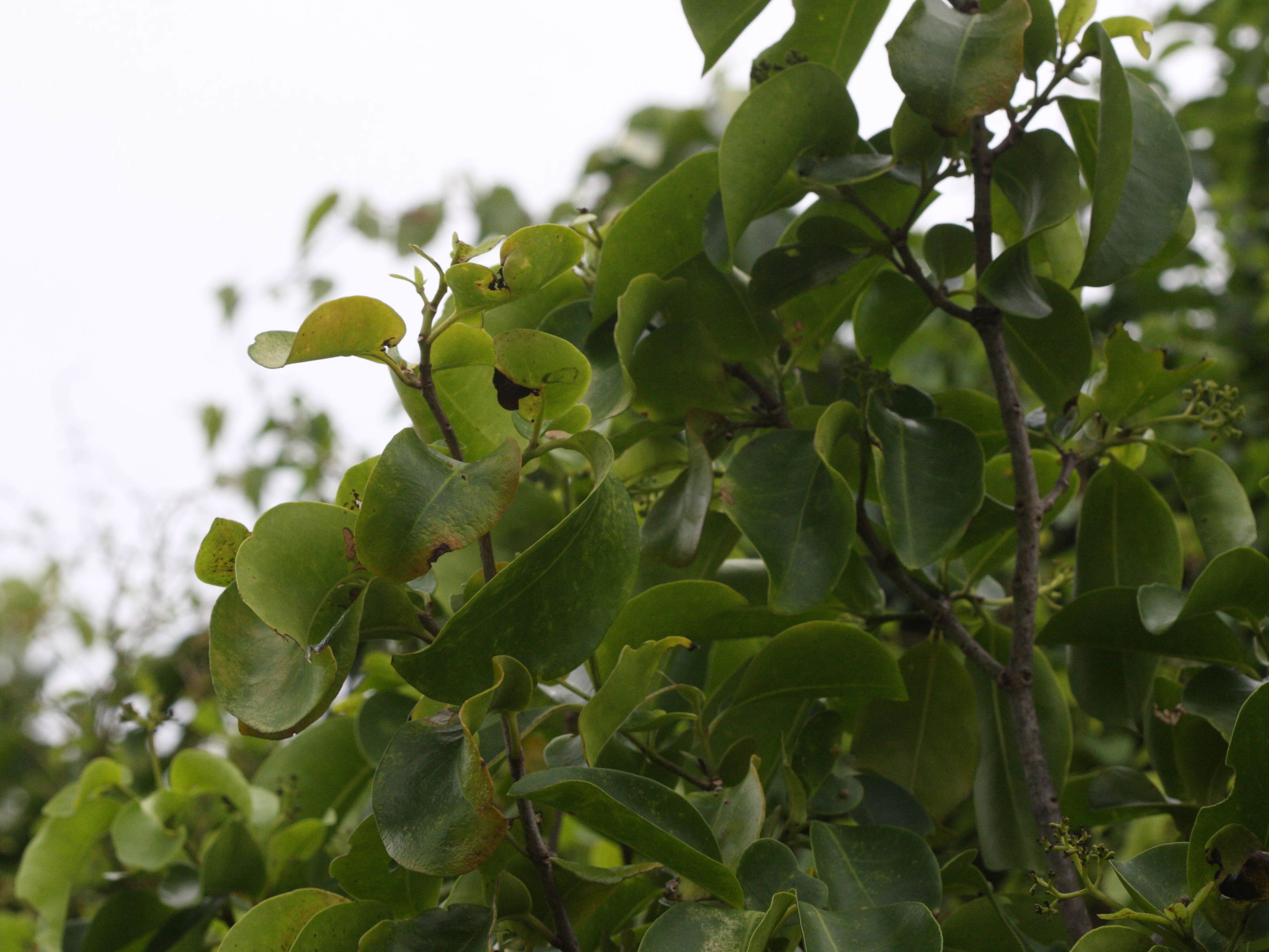 pisonia_subcordata1md