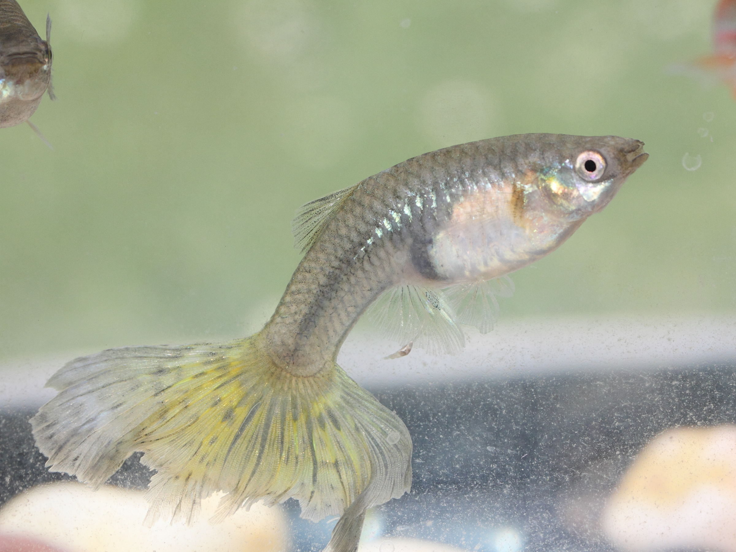 poecilia_reticulata3md