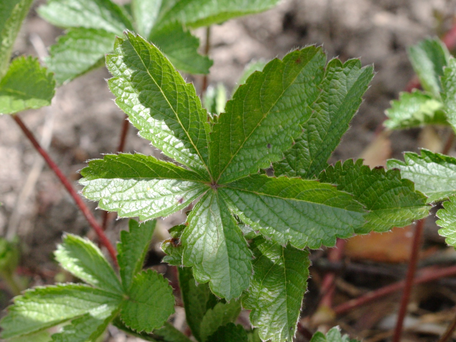 potentilla_nepalensis3bd