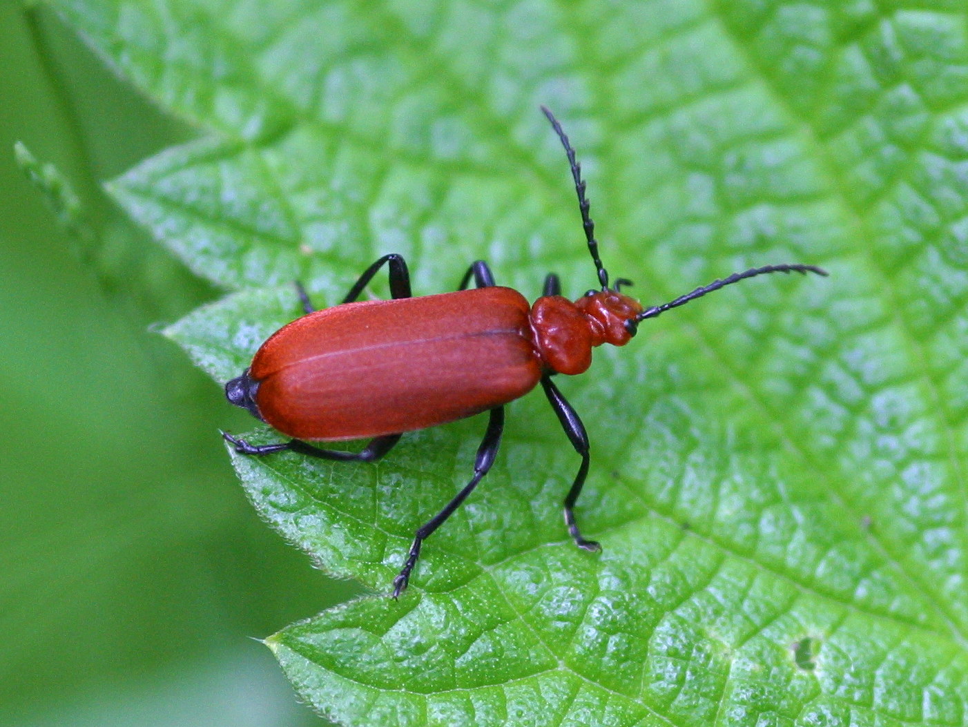 pyrochroa_serraticornis3md
