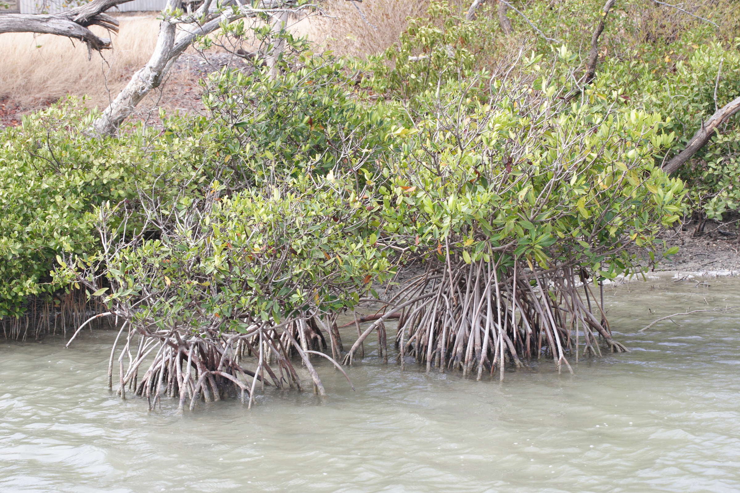 rhizophora_mangle9md