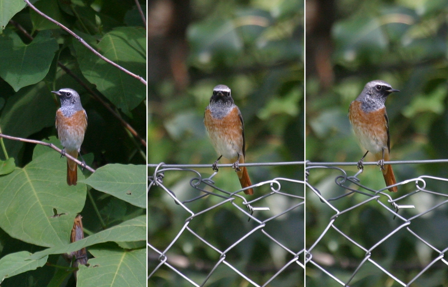 Afficher le média rougequeue_a_front_blanc_-_phoenicurus_phoenicurus1bd rougequeue_a_front_blanc_-_phoenicurus_phoenicurus1bd