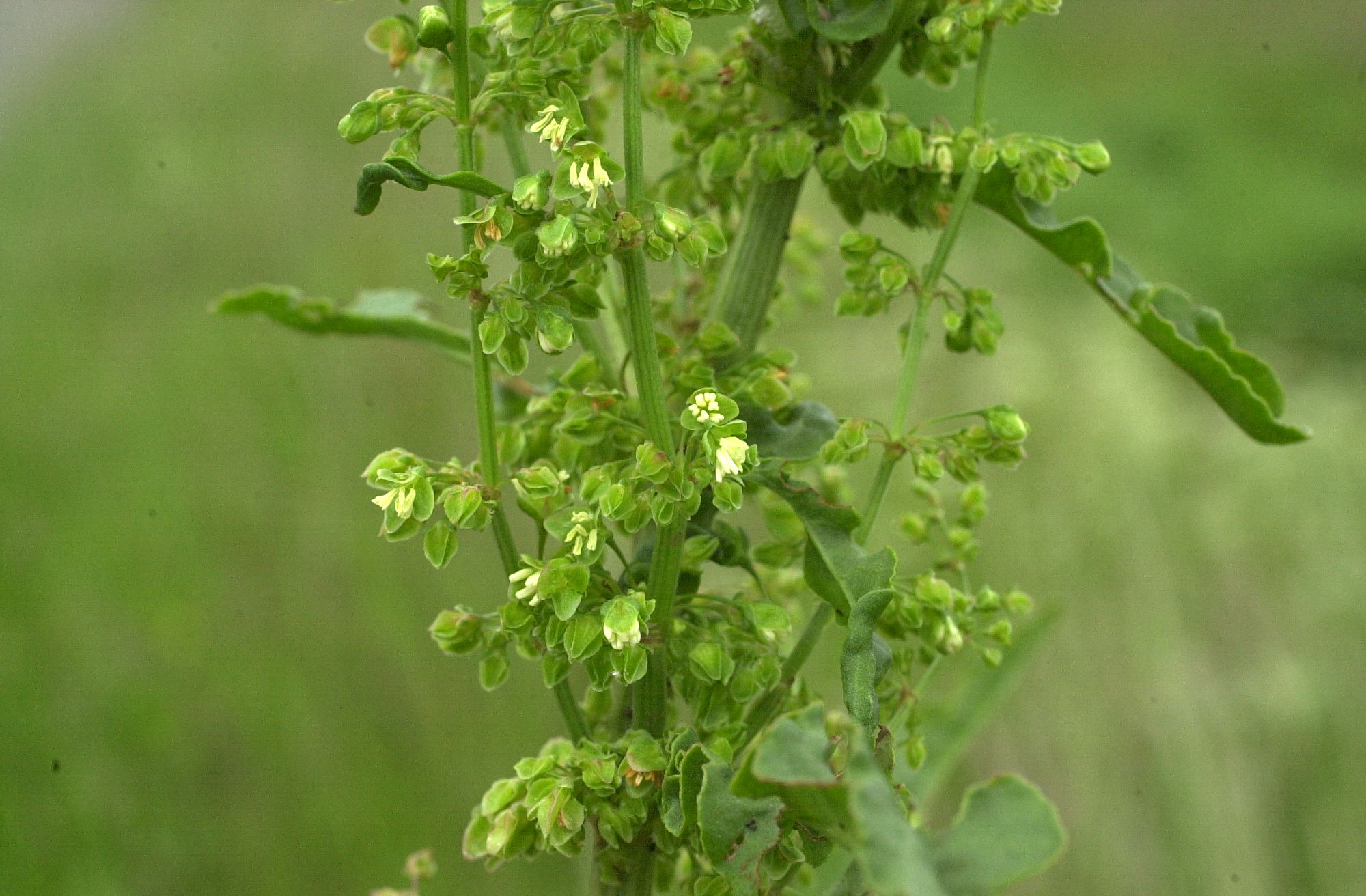 rumex_thyrsiflorus3md
