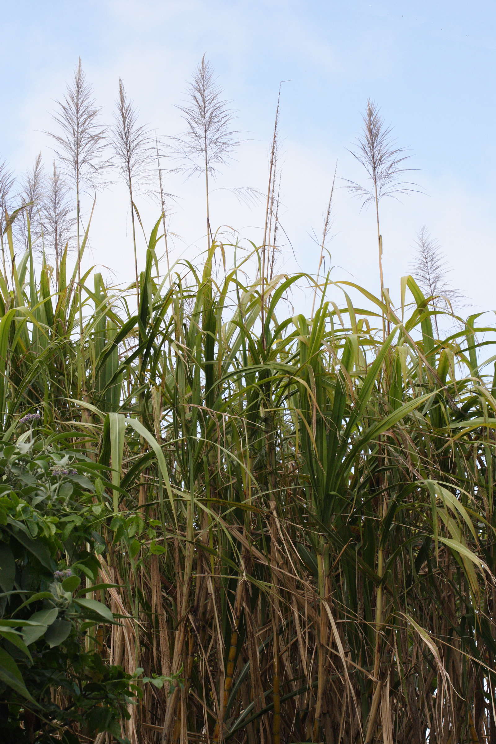 saccharum_officinarum4md