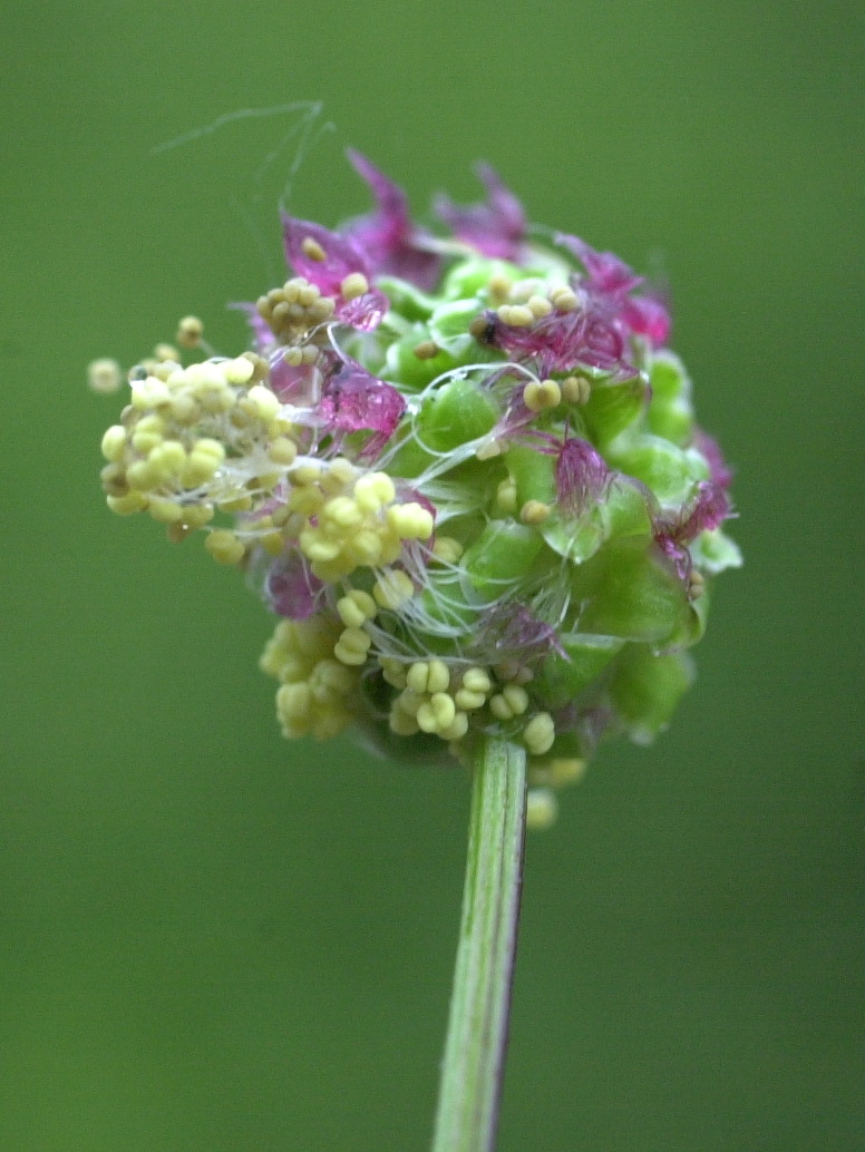 sanguisorba_minor2md