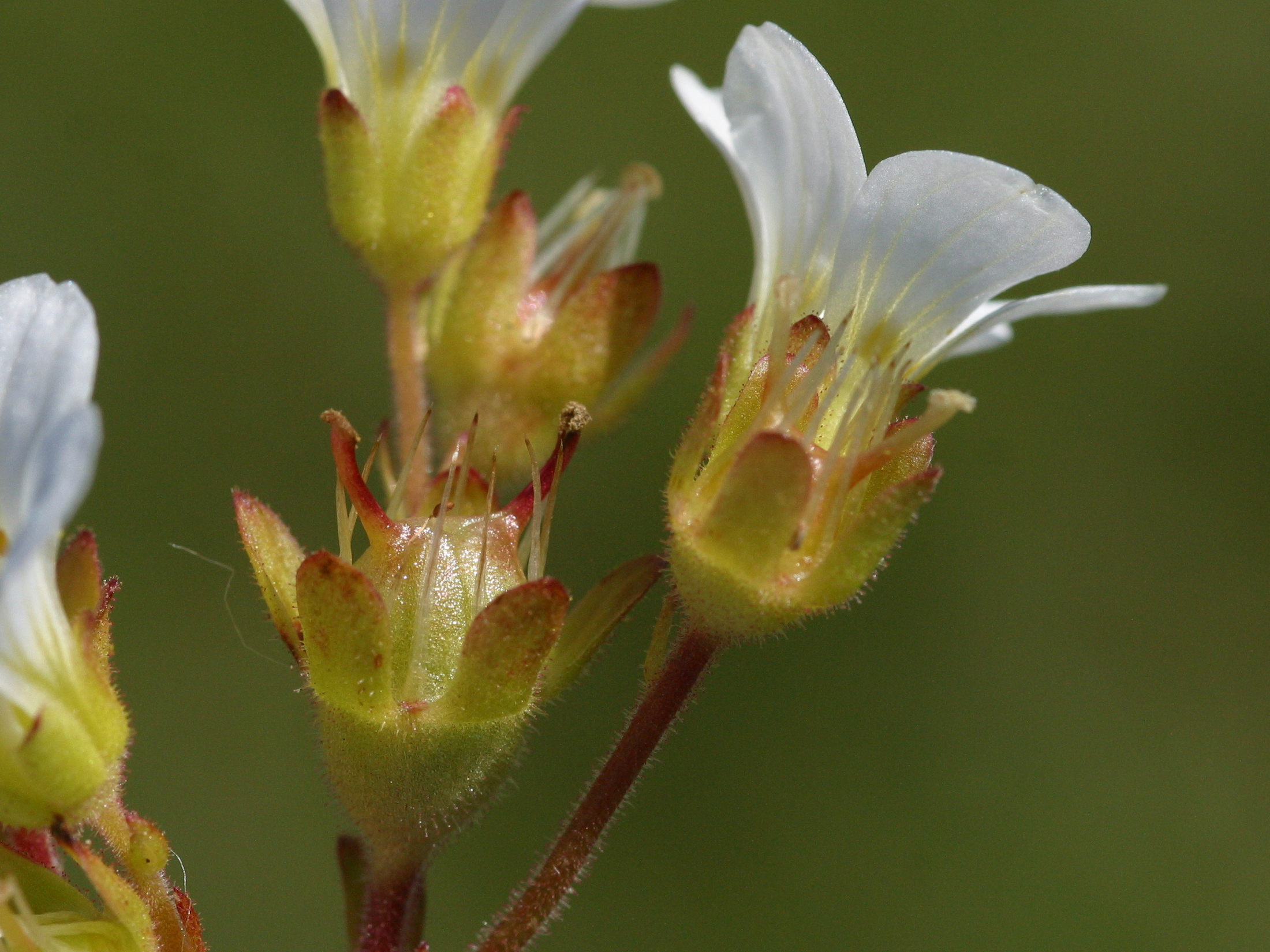 saxifraga_granulata5md