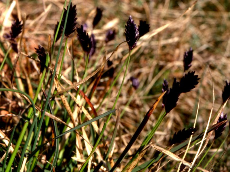 sesleria_coerulea1mcf