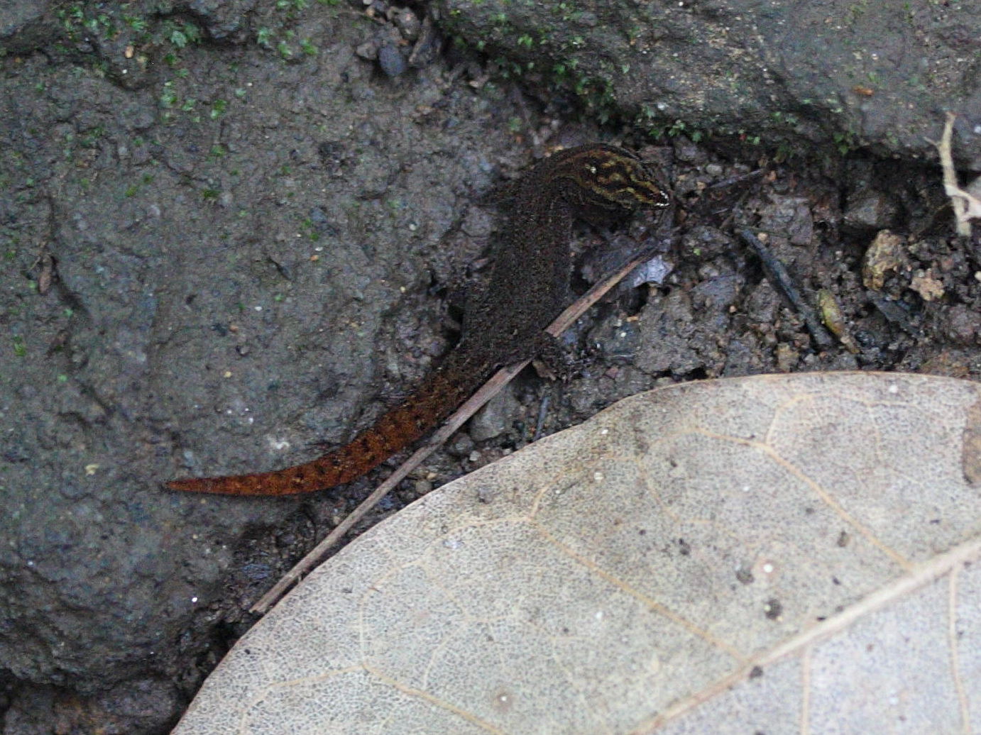 sphaerodactylus_fantasticus2md