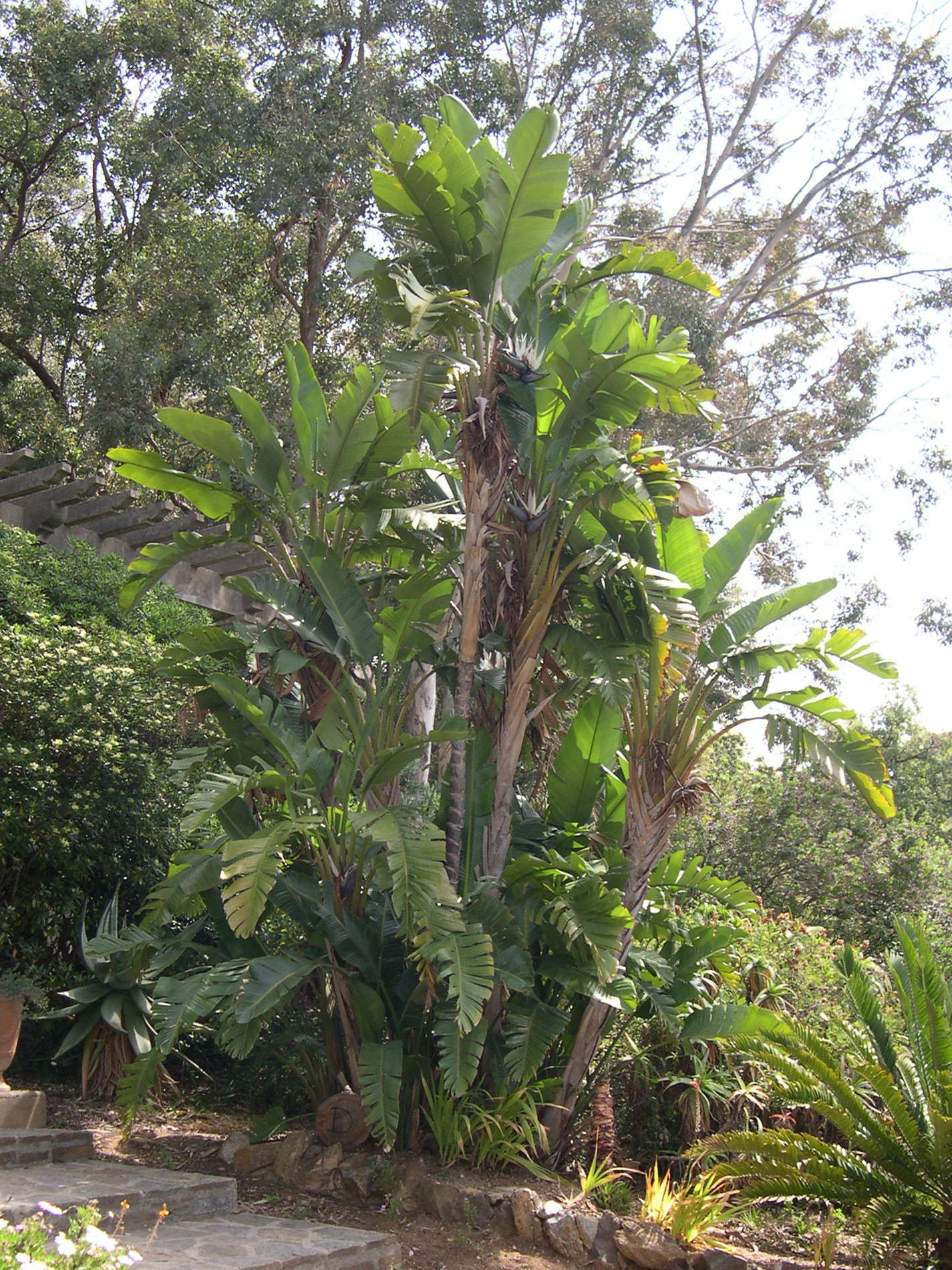 Afficher le média strelitzia_nicolai1md strelitzia_nicolai1md