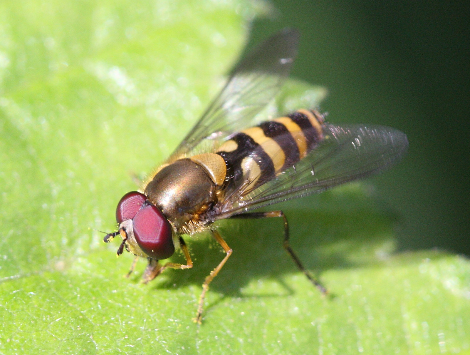 syrphus_vitripennis1bd