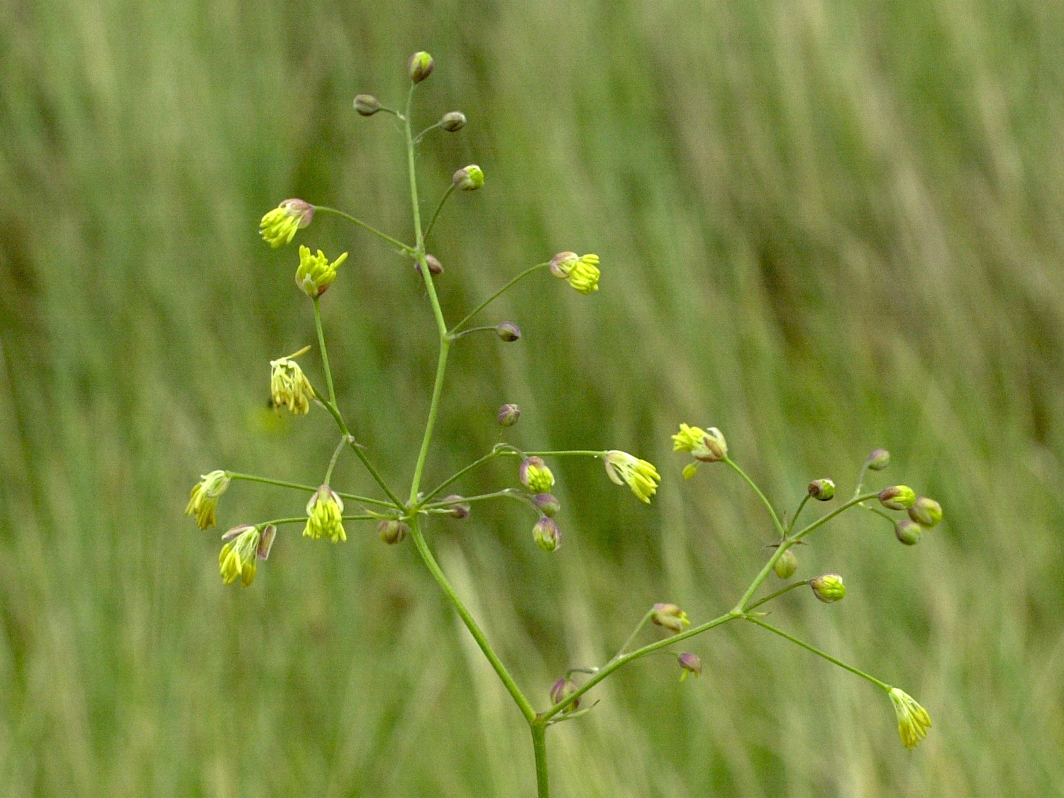 Afficher le média thalictrum_minus_dunense4md thalictrum_minus_dunense4md