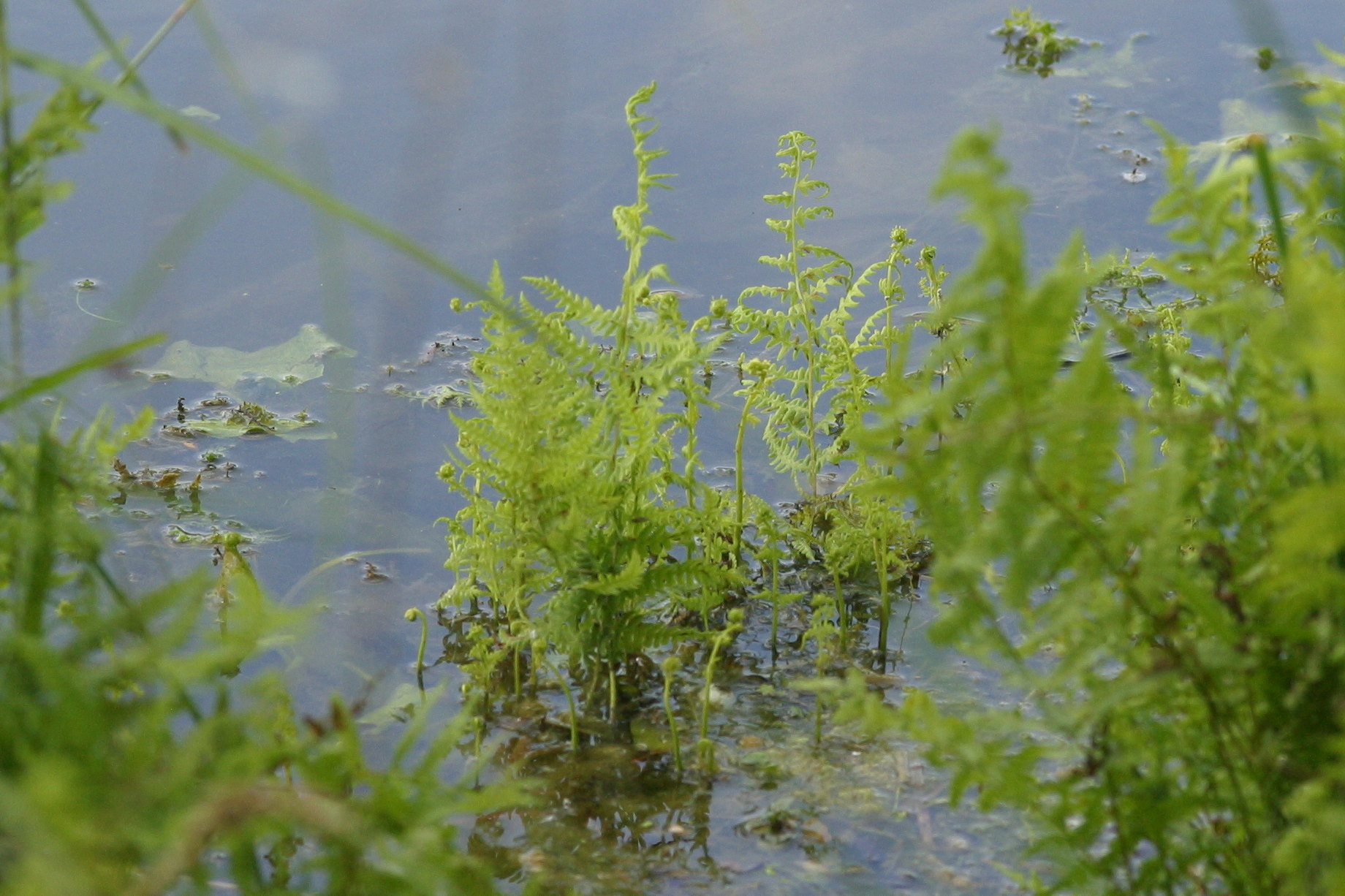 Afficher le média thelypteris_palustris2bd thelypteris_palustris2bd