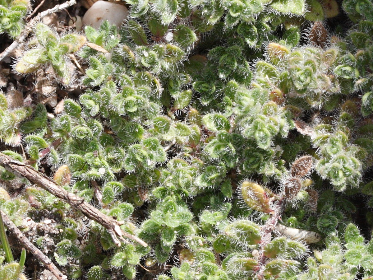 Thymus_froelichianus