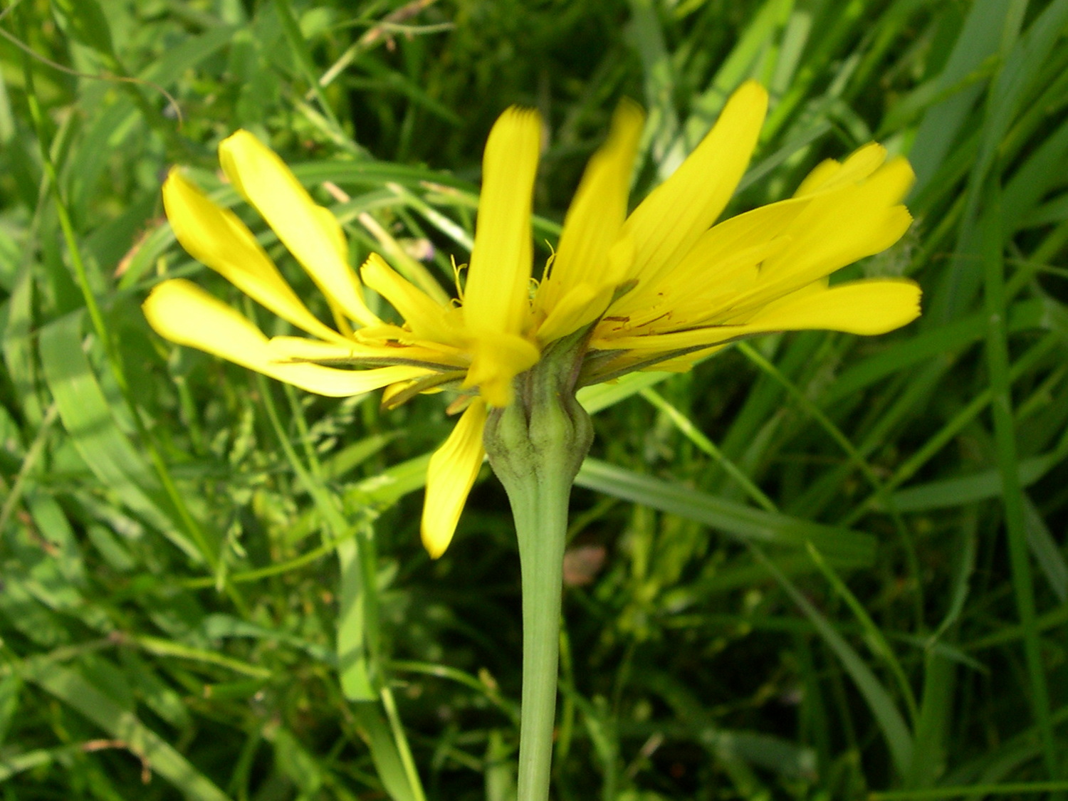 tragopogon_pratensis_orientalis3md
