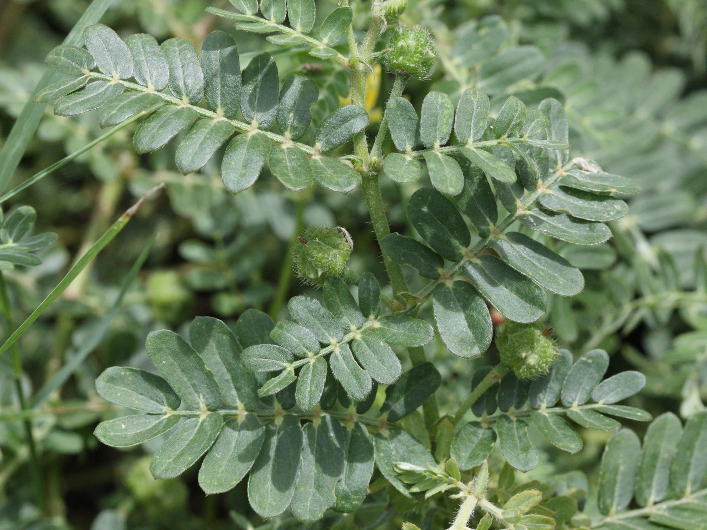 tribulus_cistoides2md