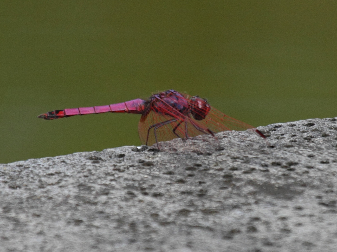 trithemis_haematina2bd